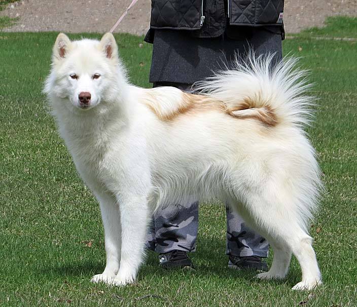 Photograph showing the Canadian Eskimo Dog breed