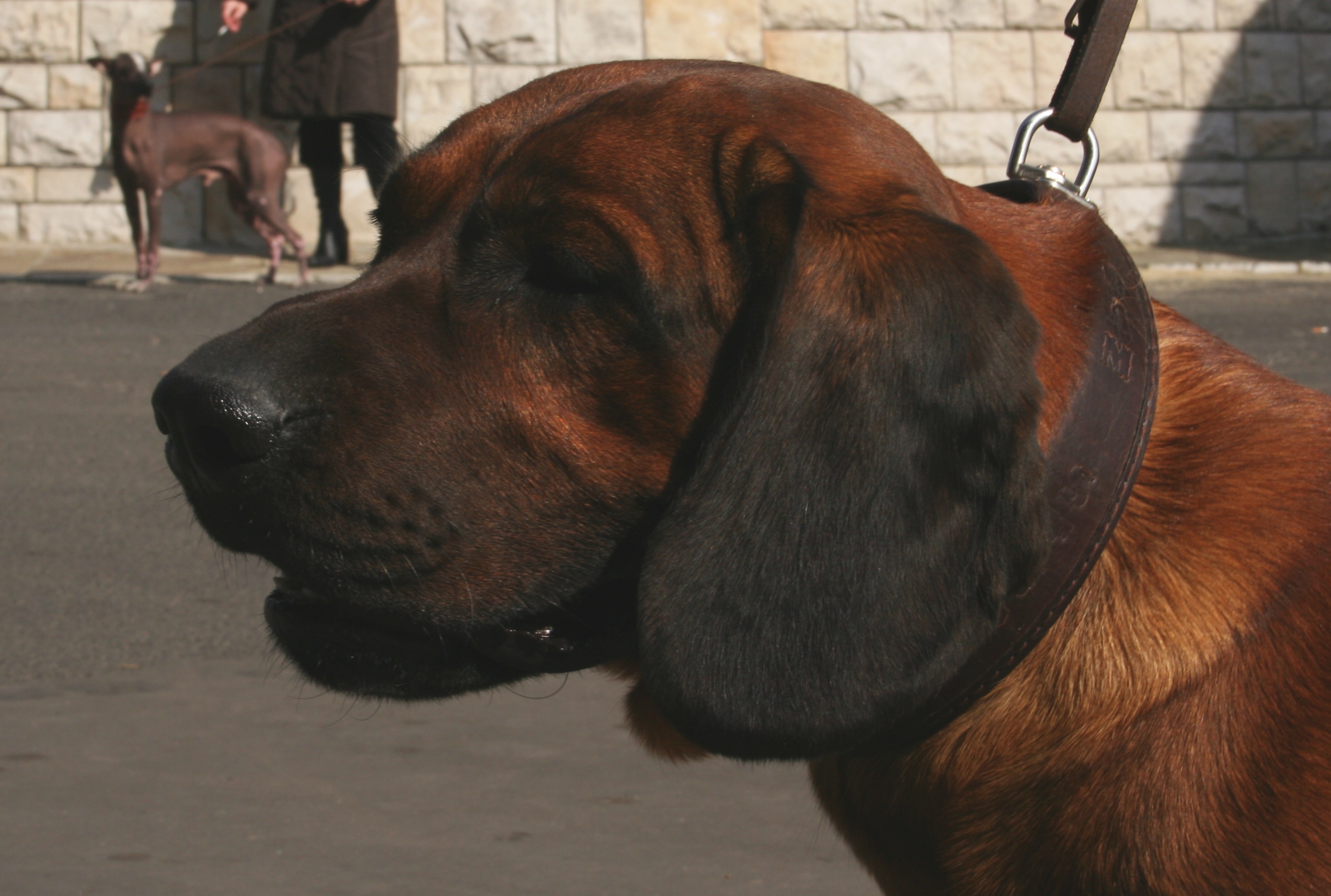 Photograph showing the Hanoverian Scent Hound breed