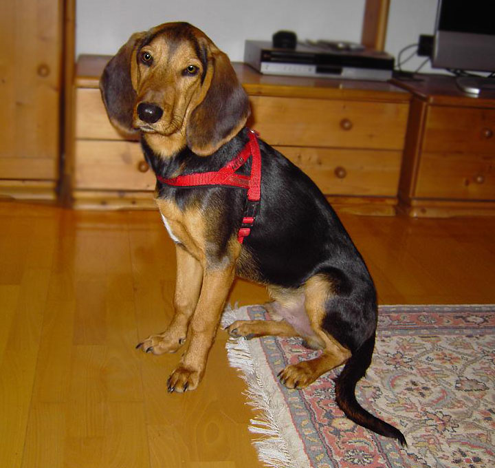 Photograph showing the Hellenic Hound breed