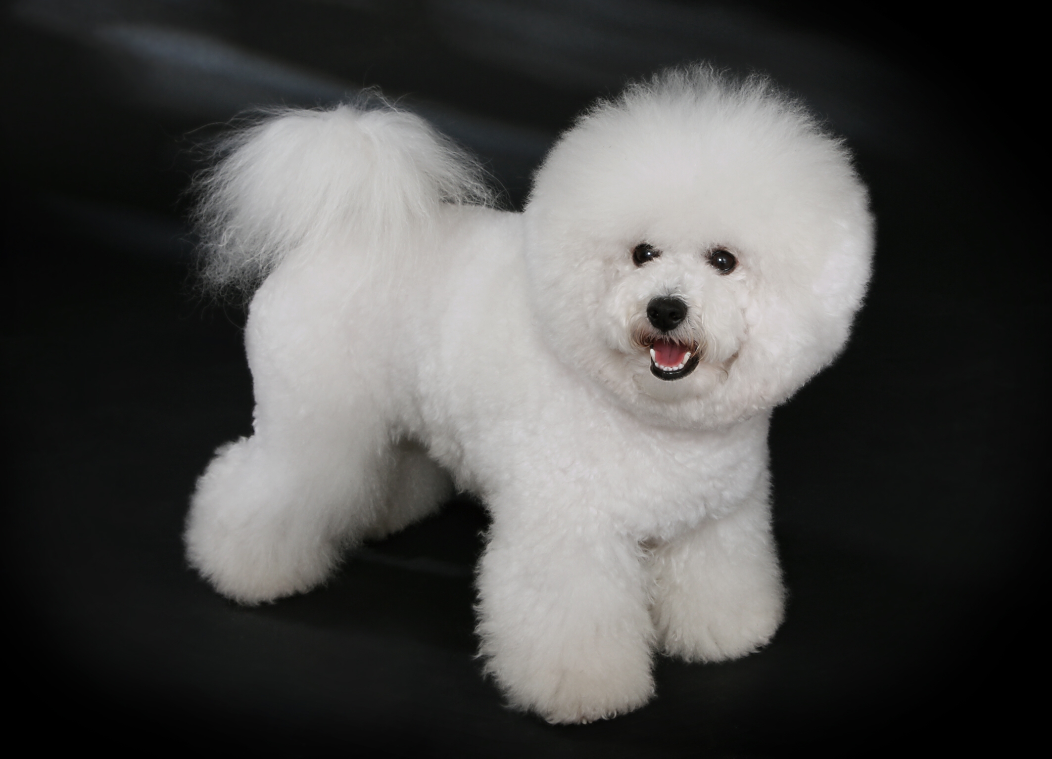 Photograph showing the Bichon Frise breed