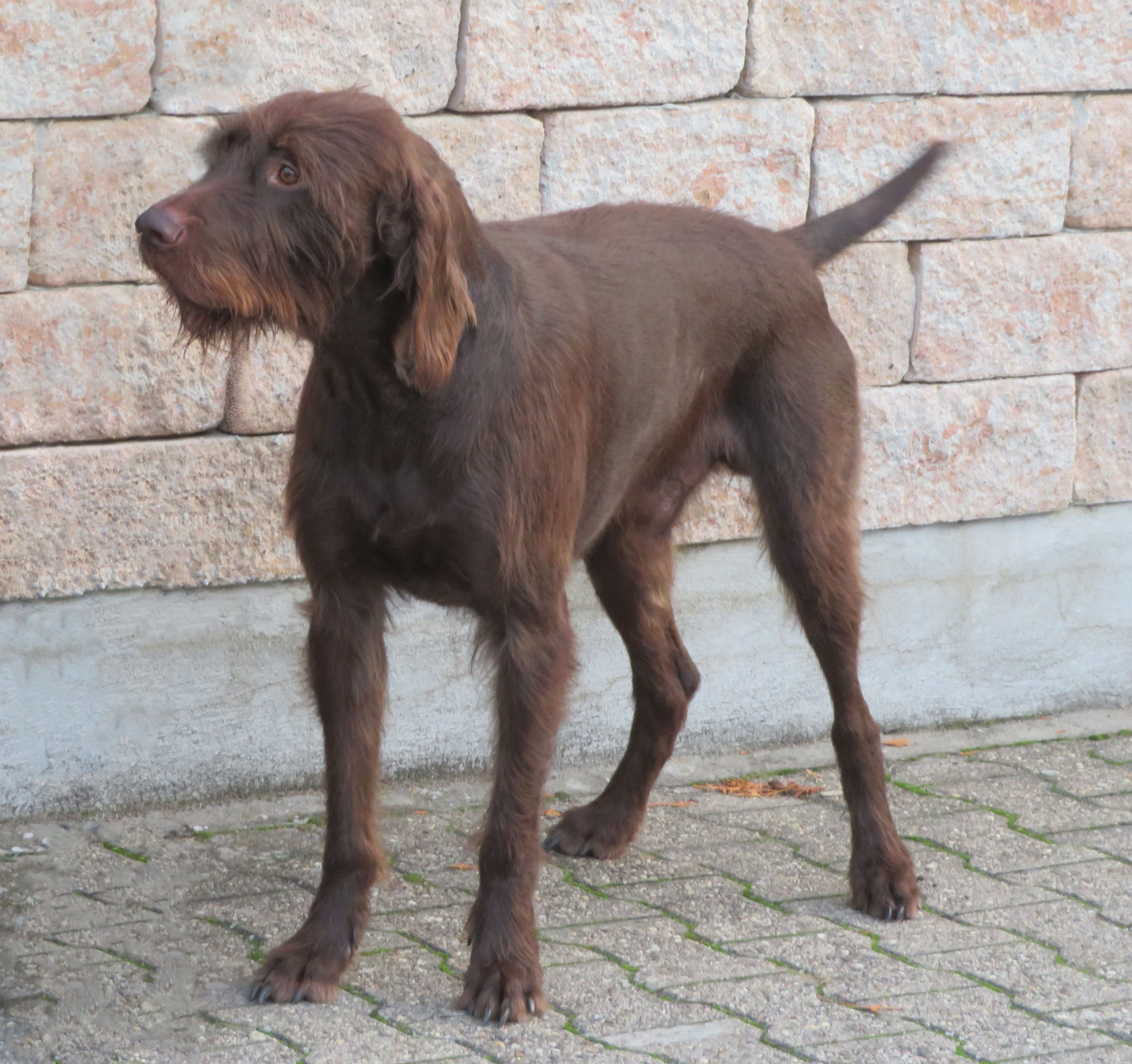 Photograph showing the Pudelpointer breed