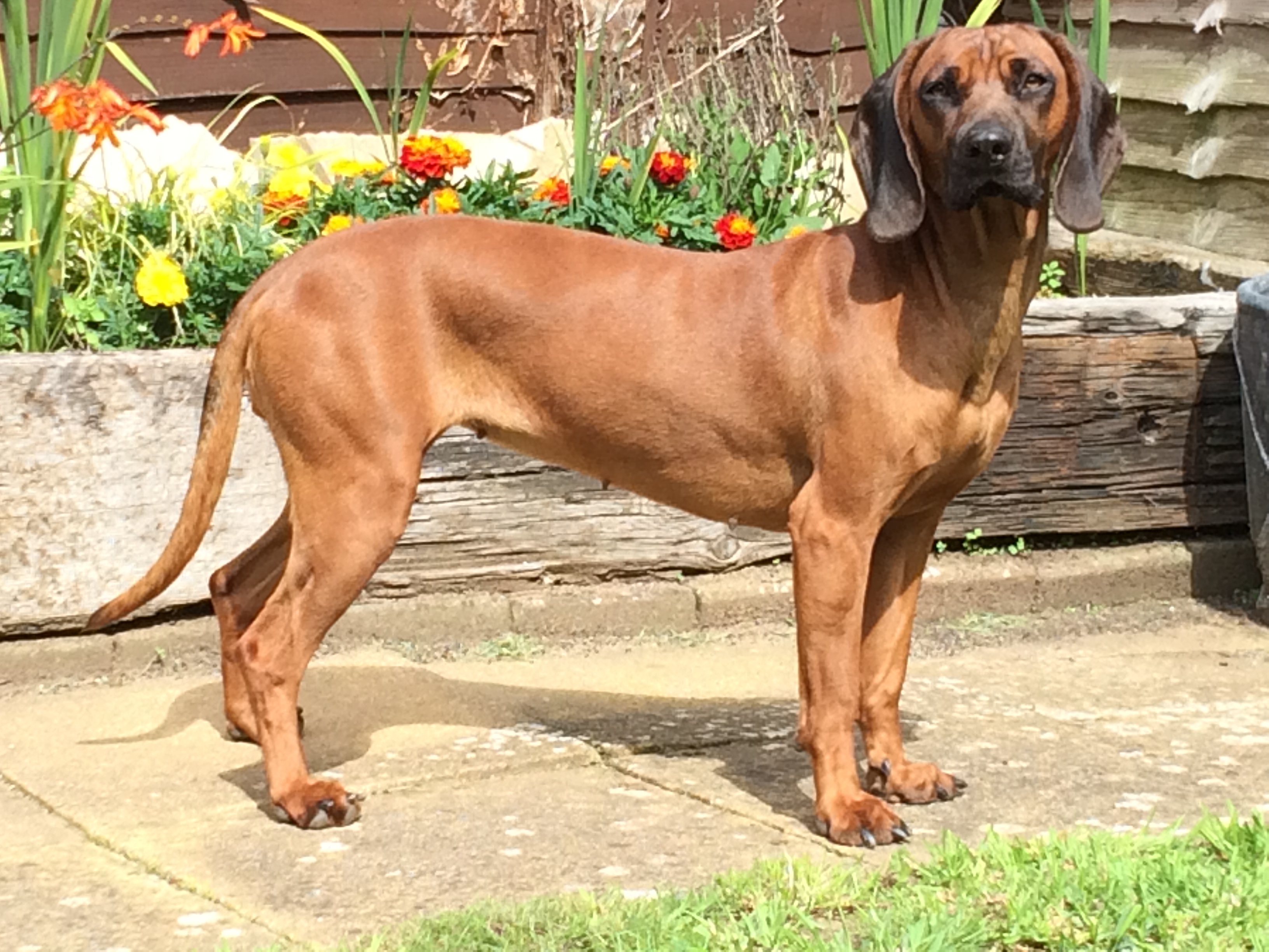 Photograph showing the Bavarian Mountain Scent Hound breed