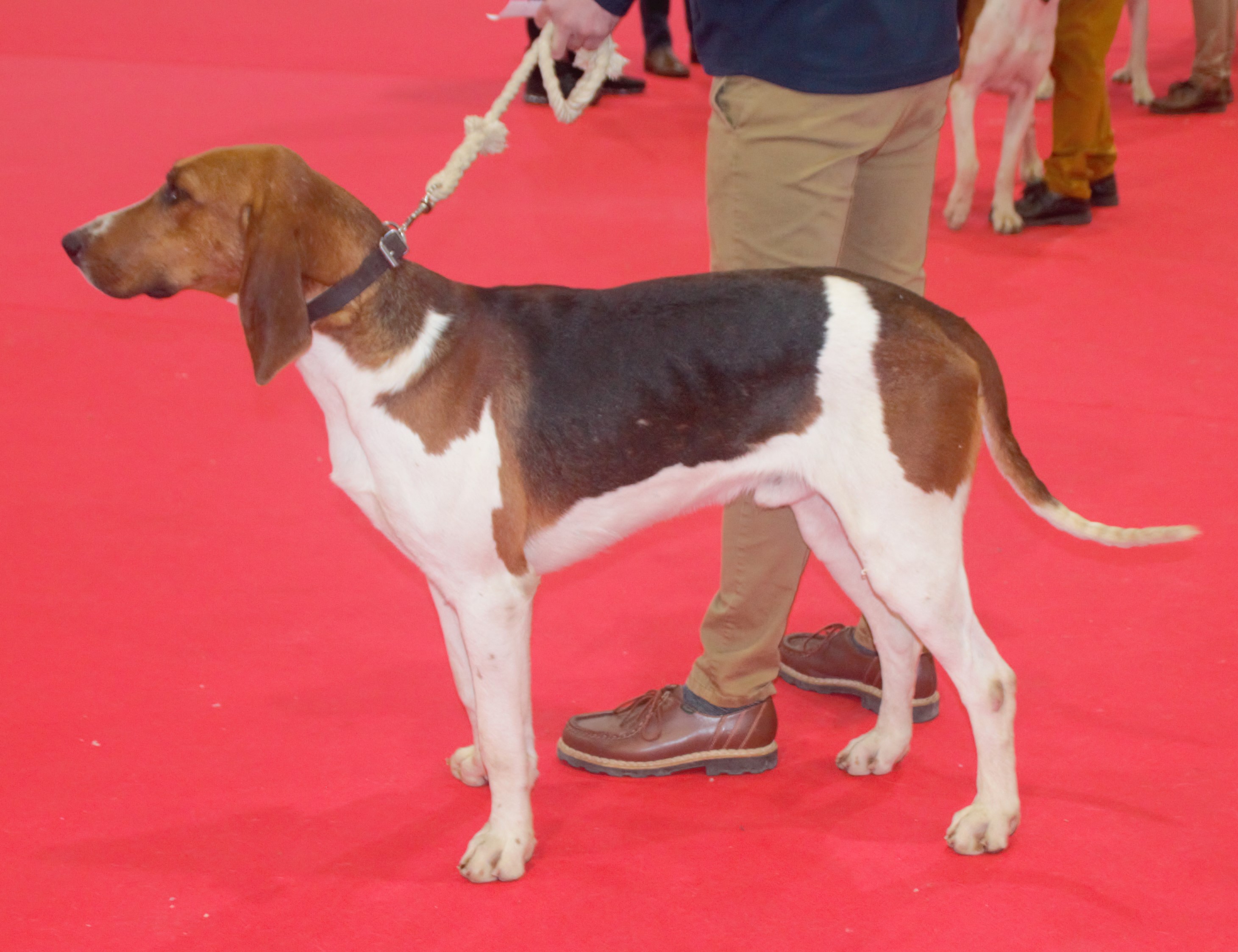 Photograph showing the French Tricolour Hound breed