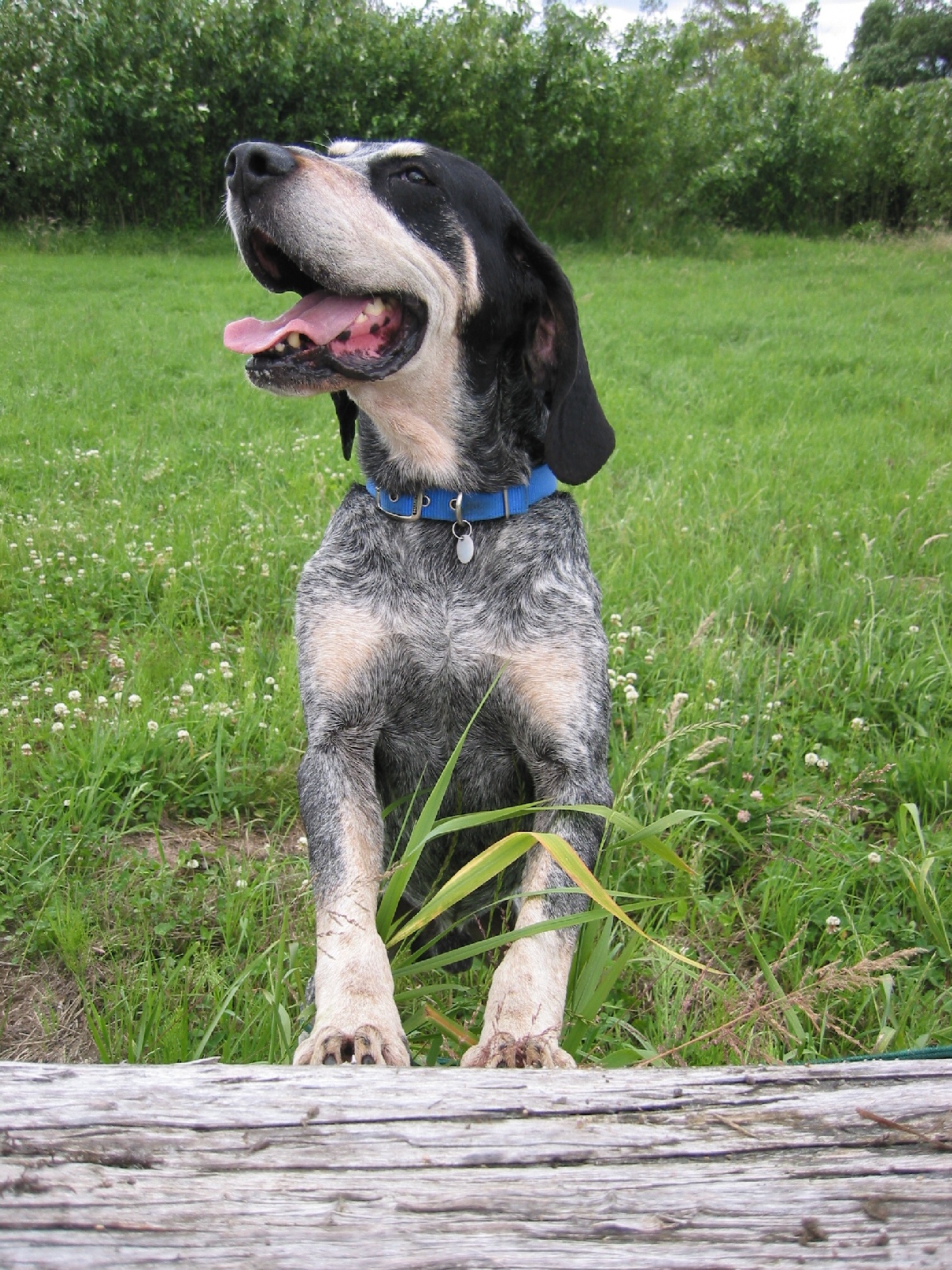 Photograph showing the Grand Bleu de Gascogne breed
