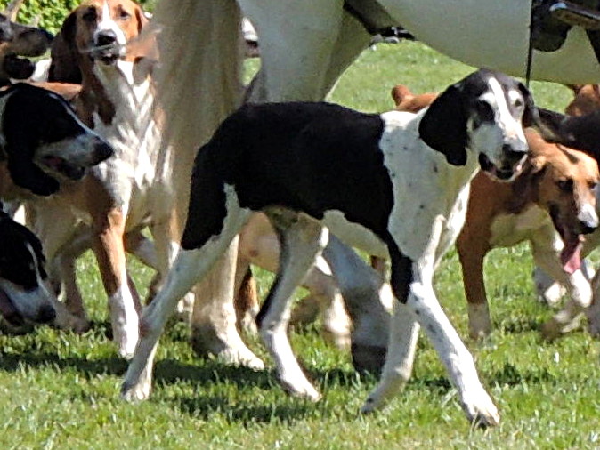 Photograph showing the French White and Black Hound breed