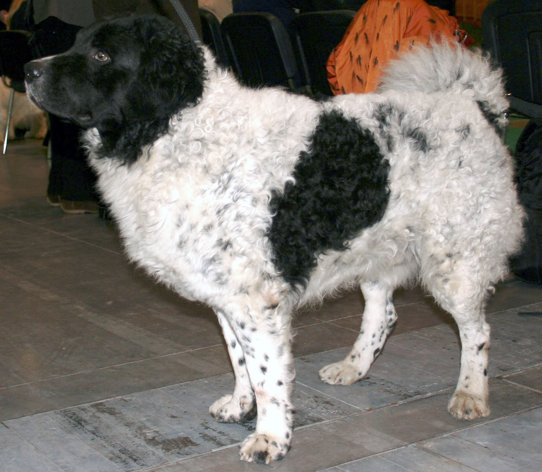 Photograph showing the Wetterhoun breed