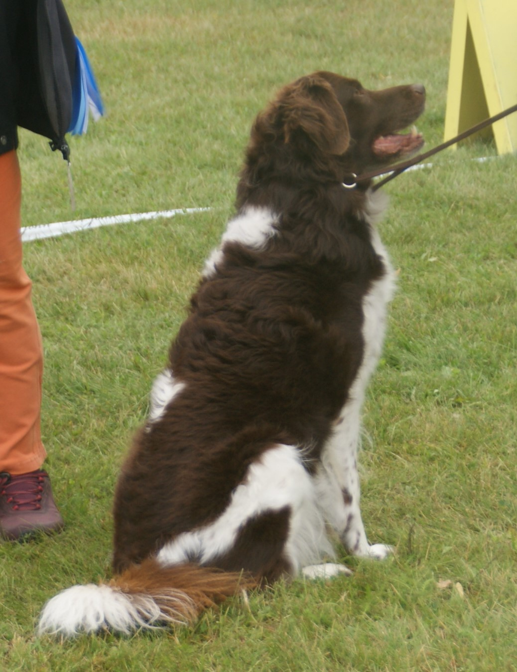Photograph showing the Stabyhoun breed