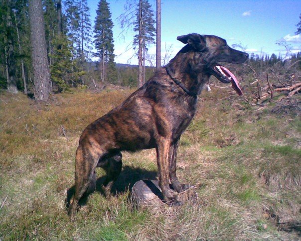 Photograph showing the Dutch Shepherd Dog breed