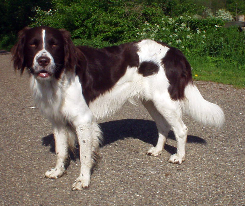 Photograph showing the Drentsche Partridge Dog breed