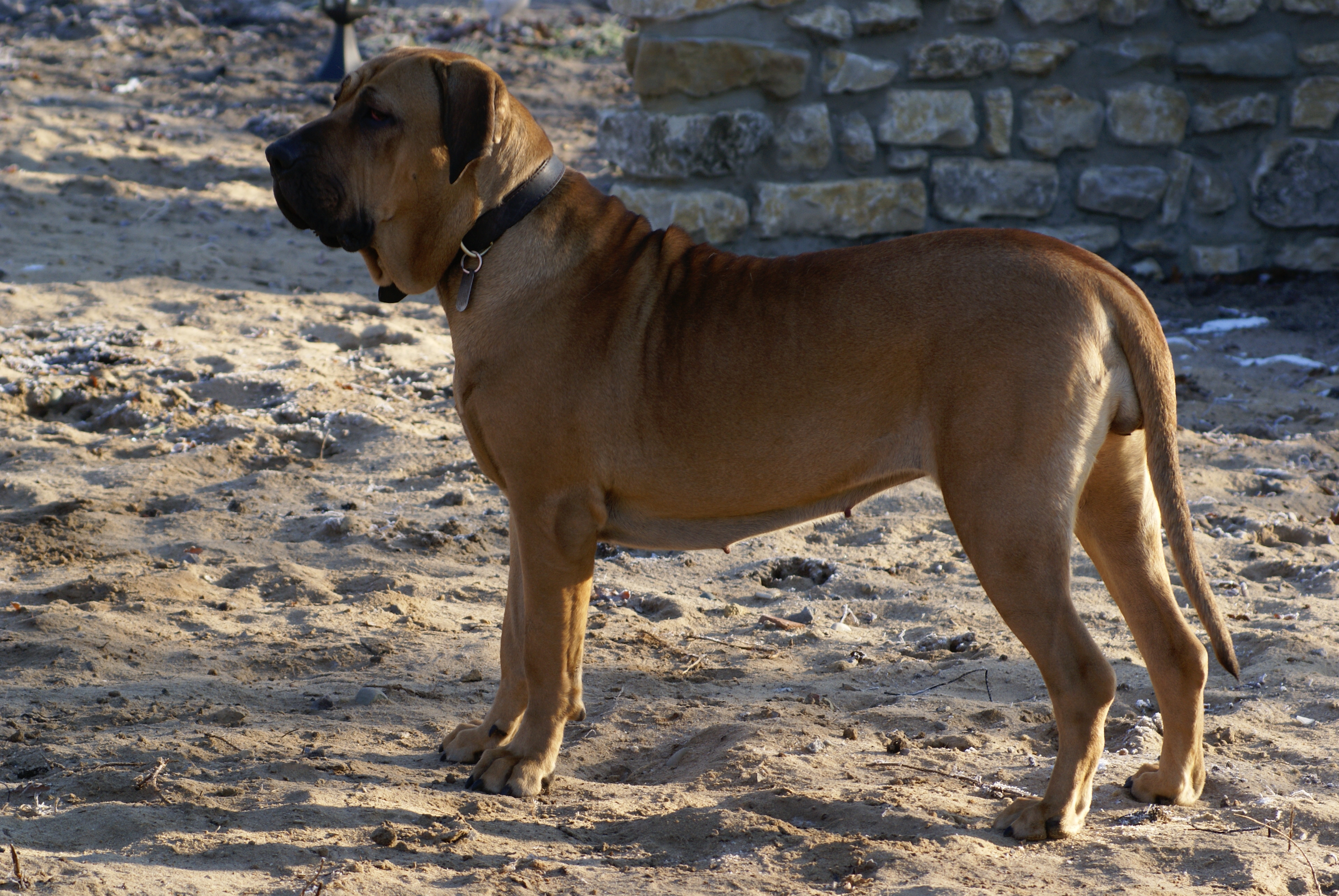 Photograph showing the Fila Brasileiro breed