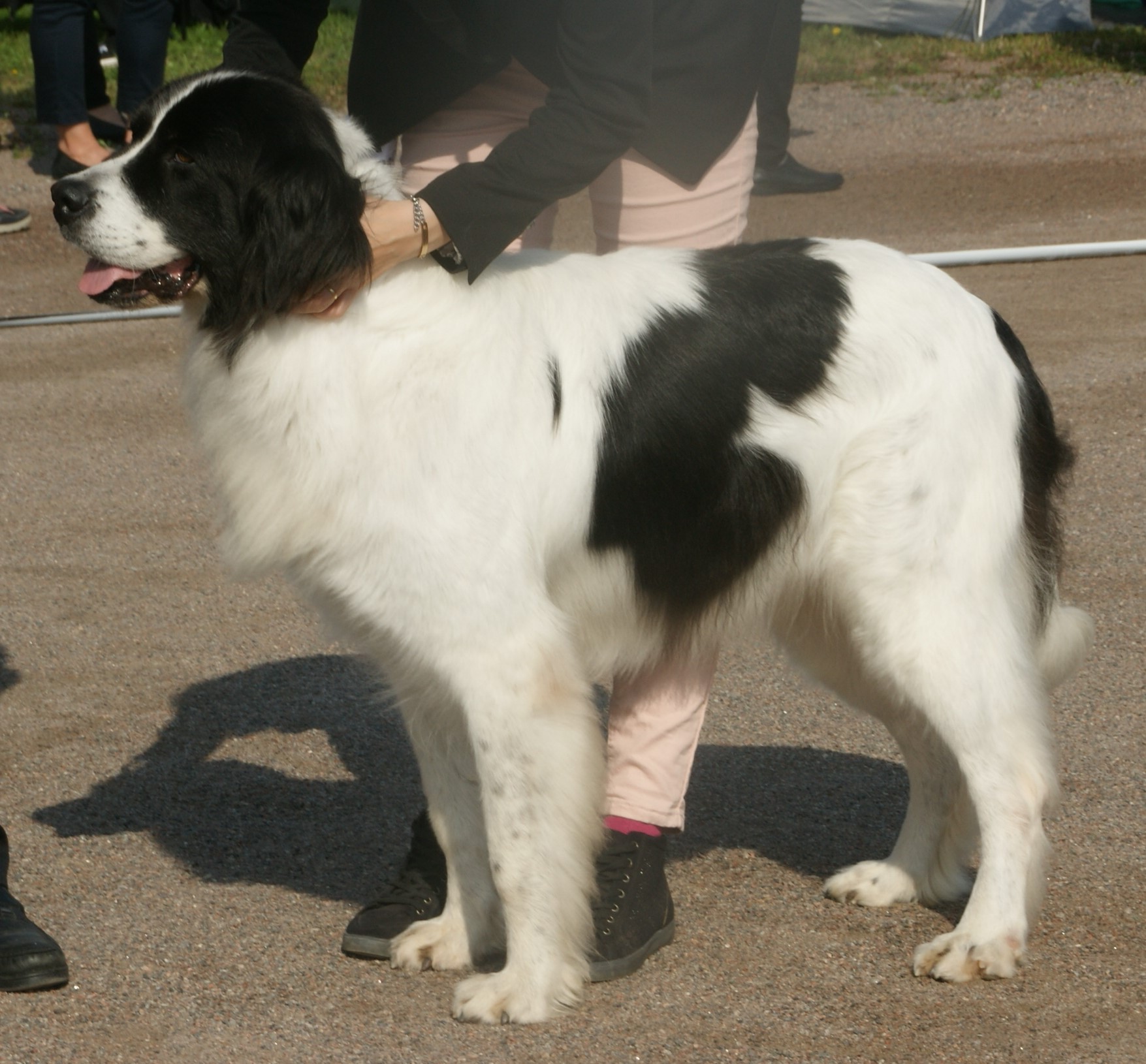 Photograph showing the Landseer European Continental Type breed