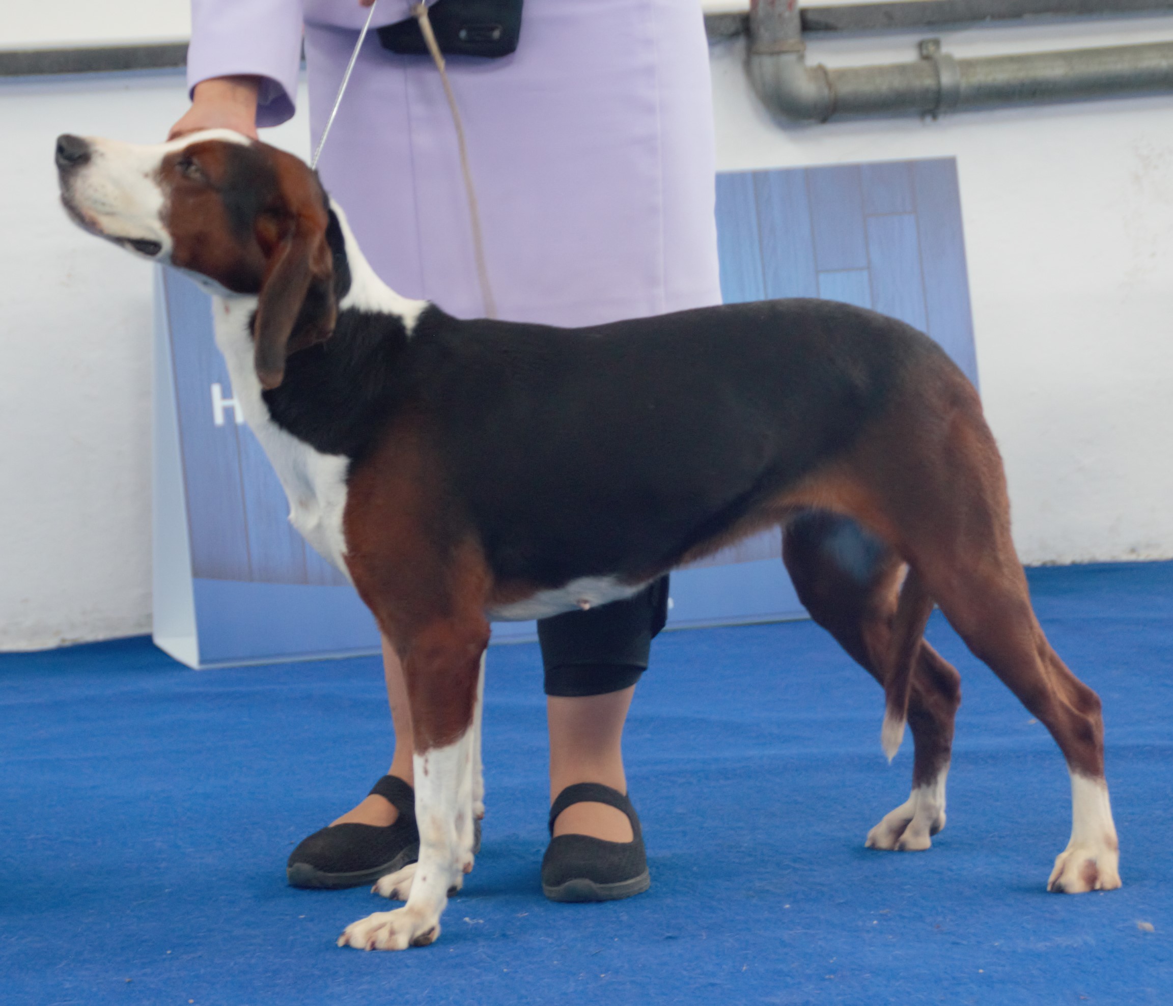 Photograph showing the Serbian Tricolour Hound breed