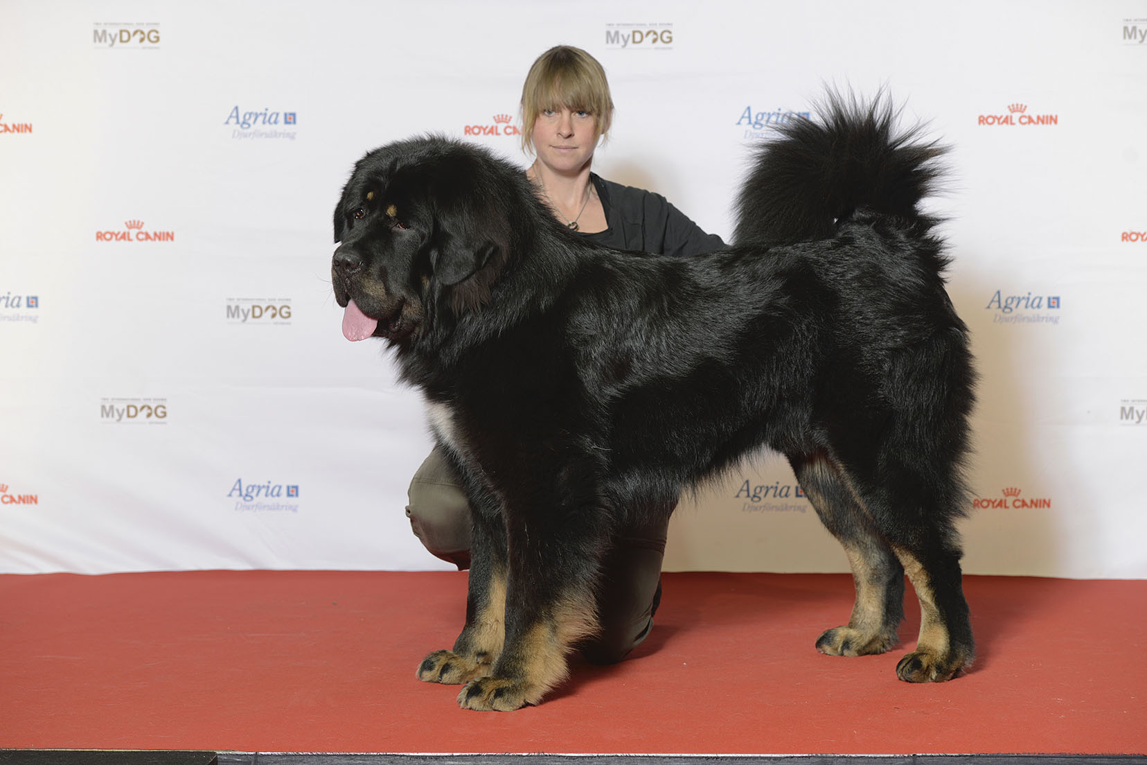 Photograph showing the Tibetan Mastiff breed