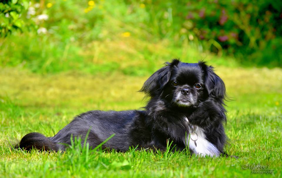 Photograph showing the Tibetan Spaniel breed