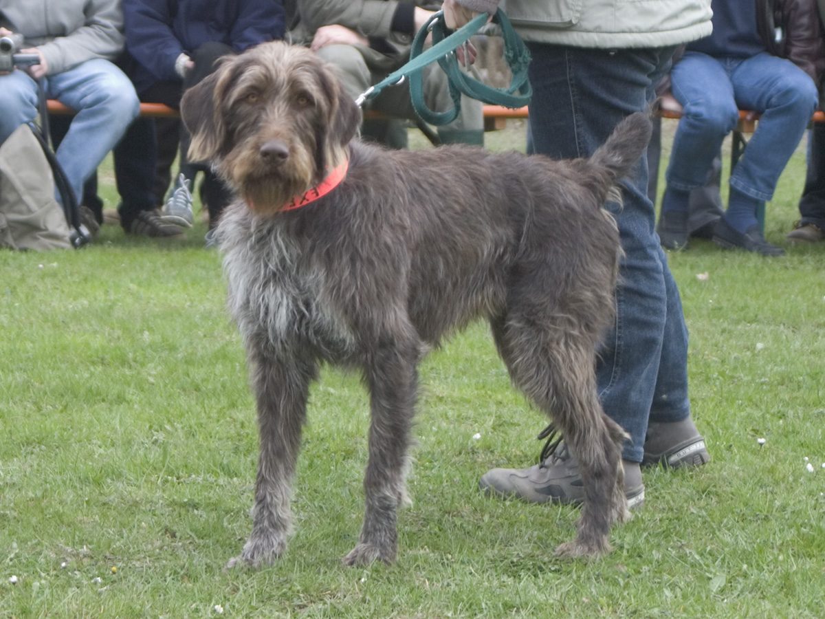 Photograph showing the German Roughhaired Pointer breed
