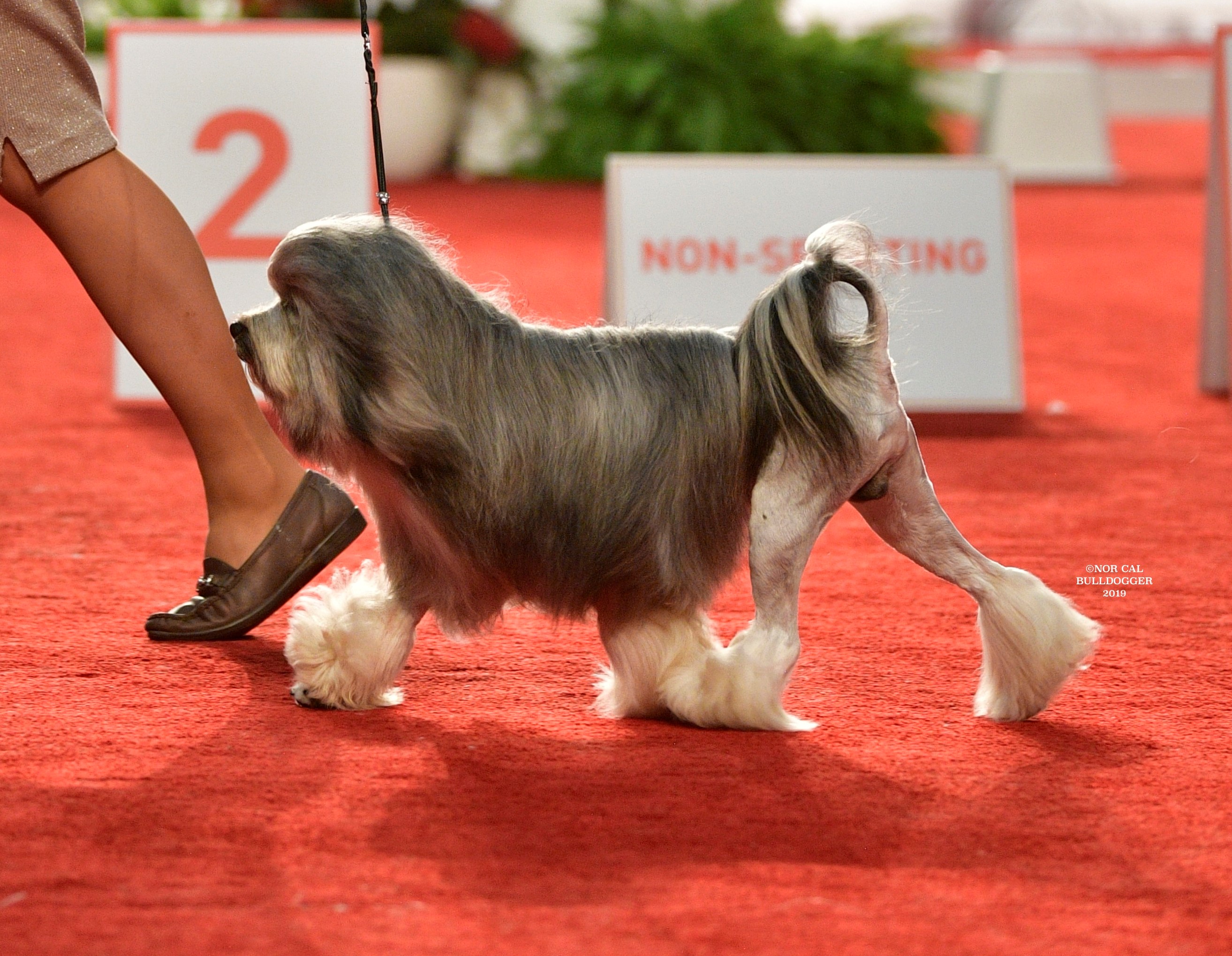 Photograph showing the Lowchen breed