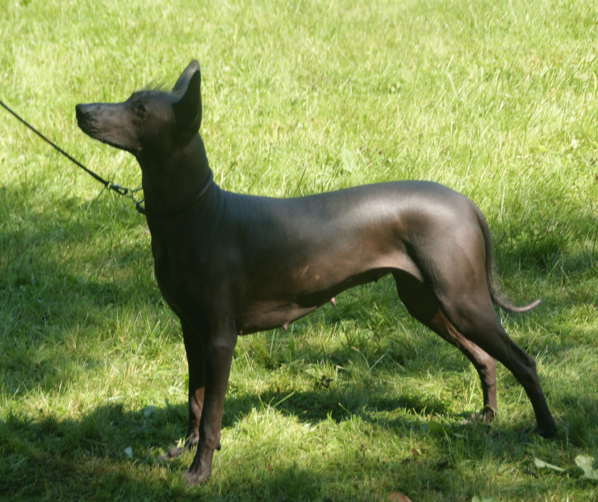 Photograph showing the Xoloitzcuintle breed