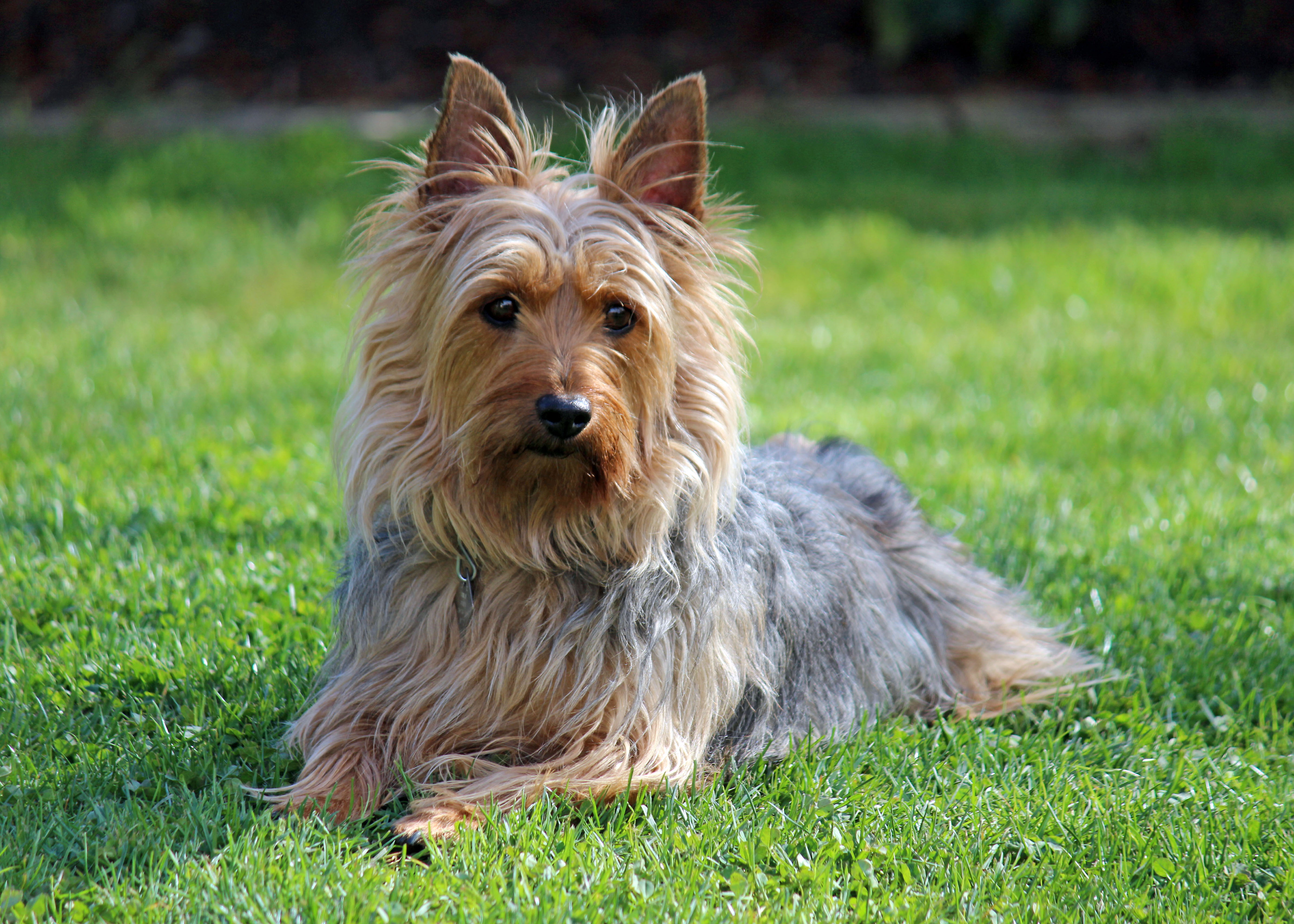 Photograph showing the Australian Silky Terrier breed