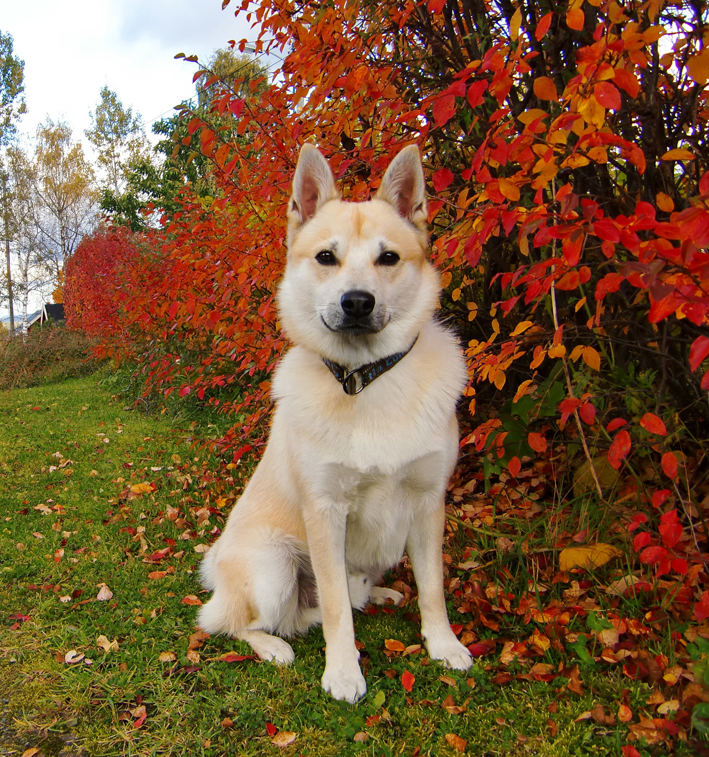 Photograph showing the Norwegian Buhund breed
