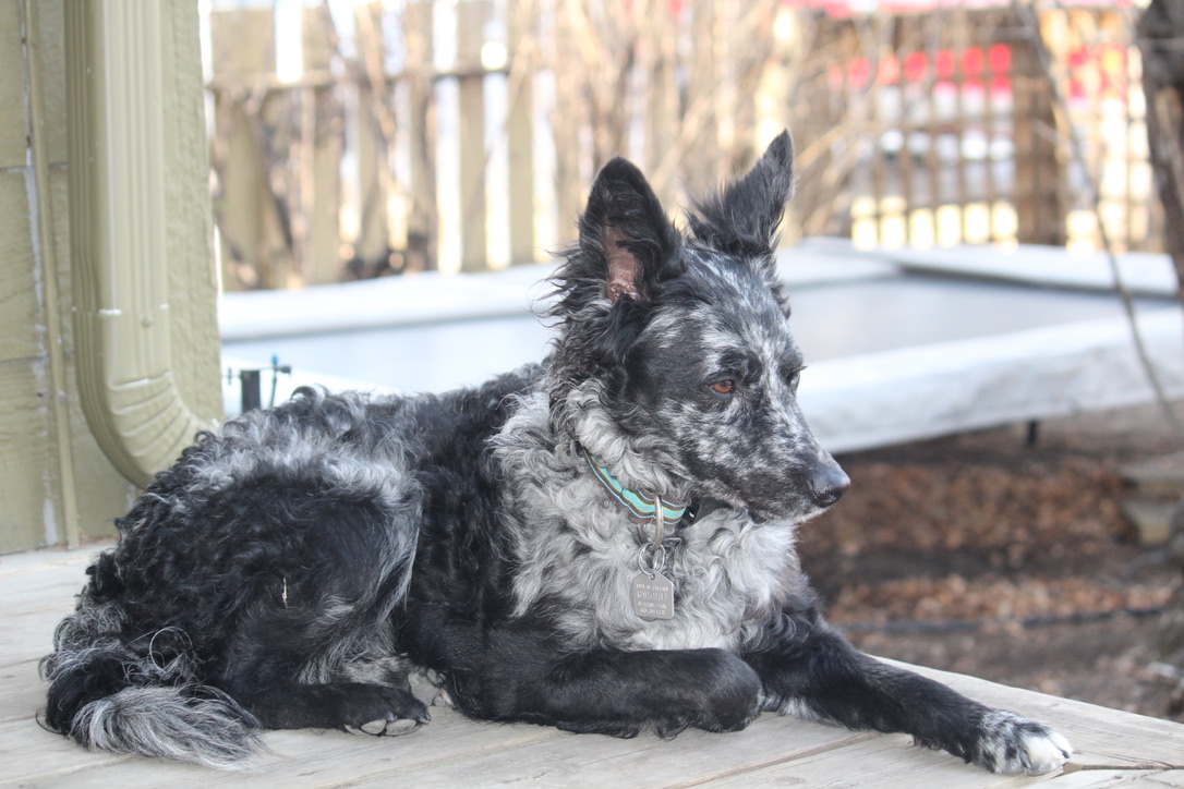 Photograph showing the Mudi breed