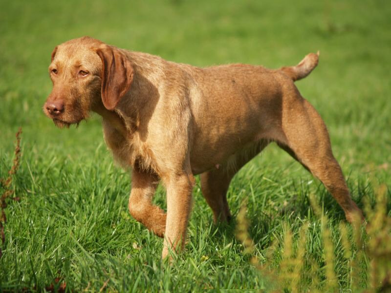 Photograph showing the Wirehaired Vizsla breed
