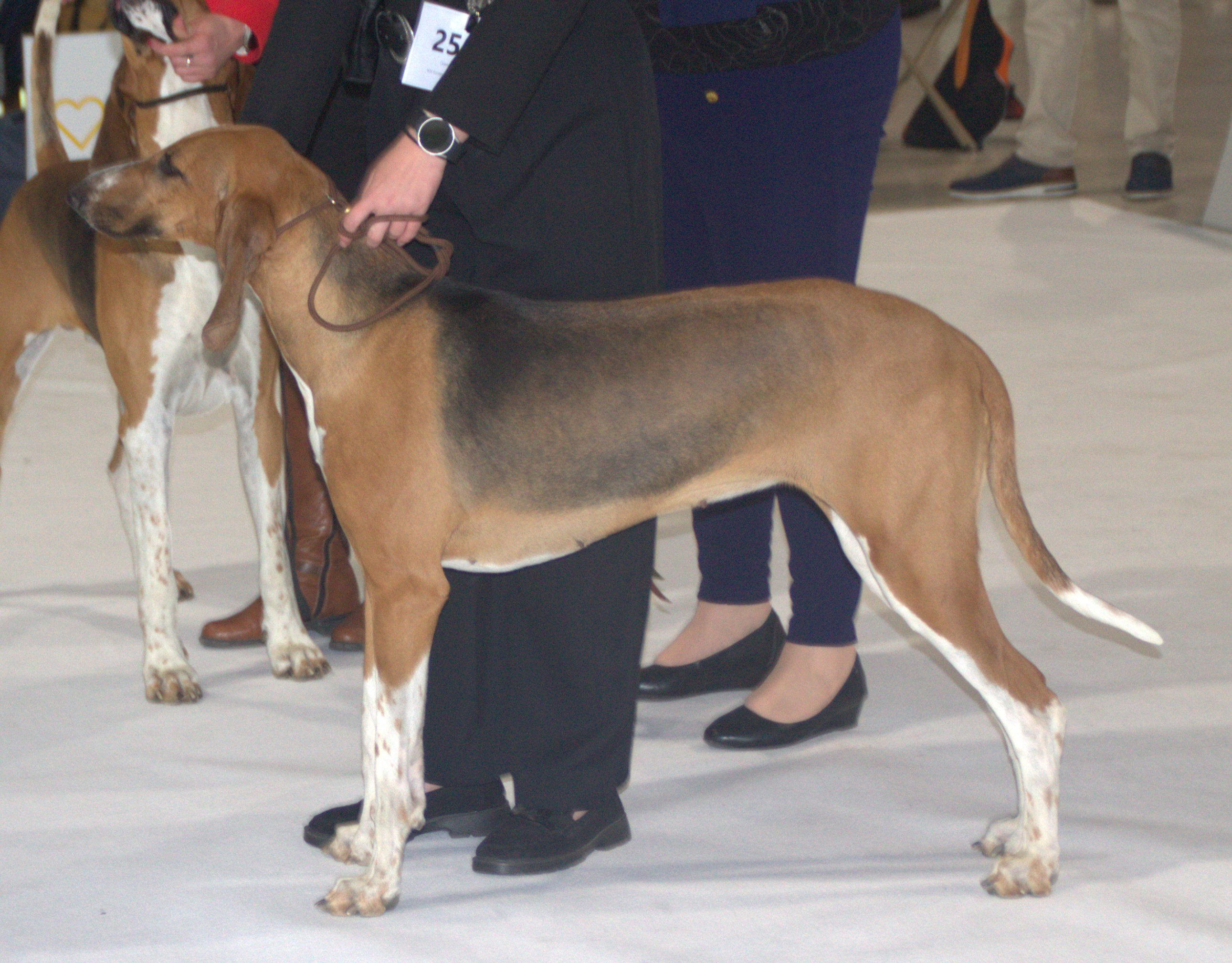 Photograph showing the Poitevin breed