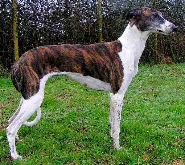 Photograph showing the Hungarian Greyhound breed