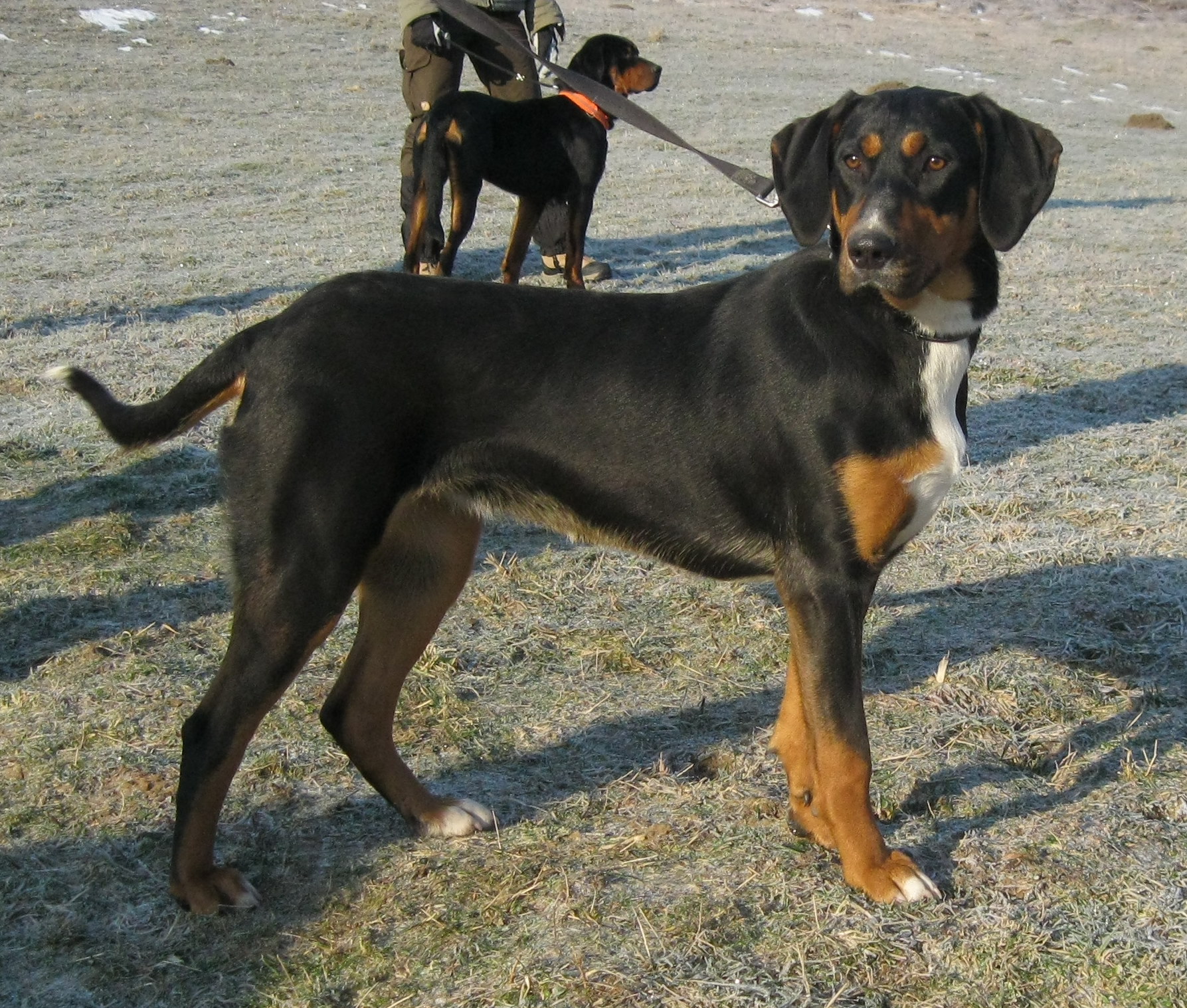 Photograph showing the Transylvanian Hound breed