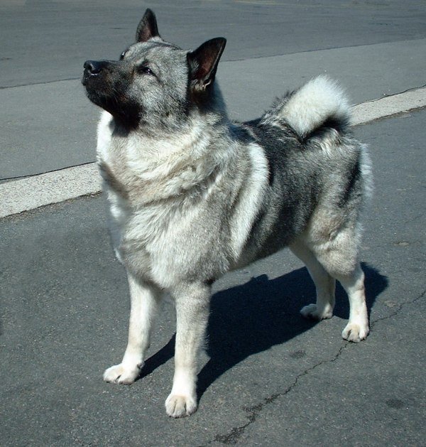 Photograph showing the Norwegian Elkhound Grey breed