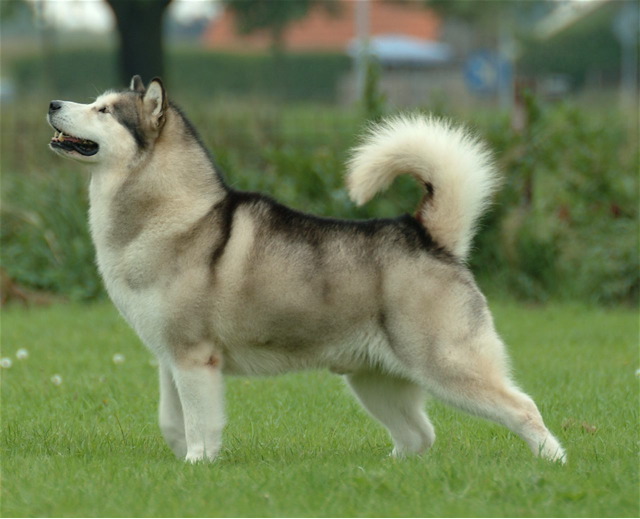 Photograph showing the Alaskan Malamute breed
