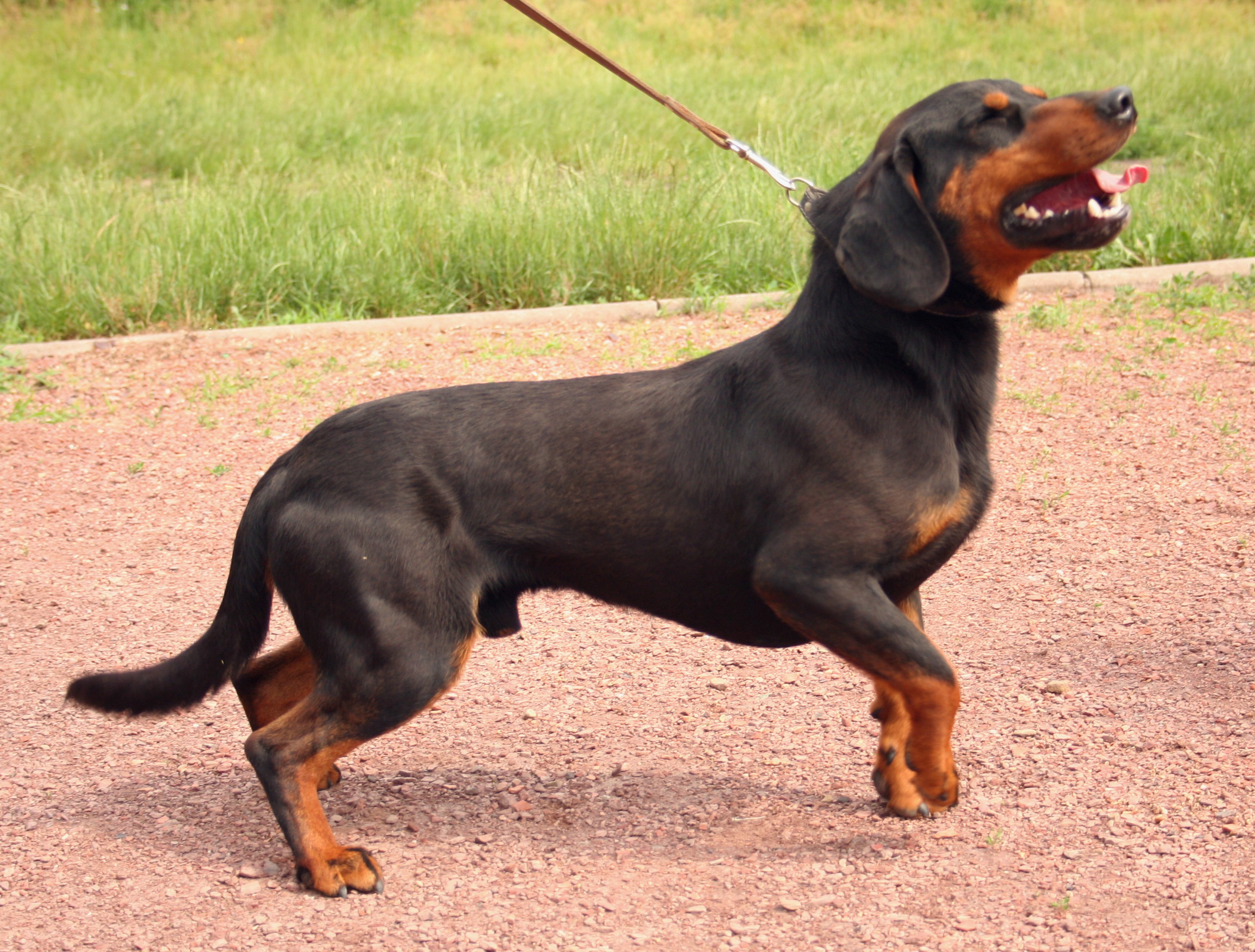 Photograph showing the Slovak Hound breed