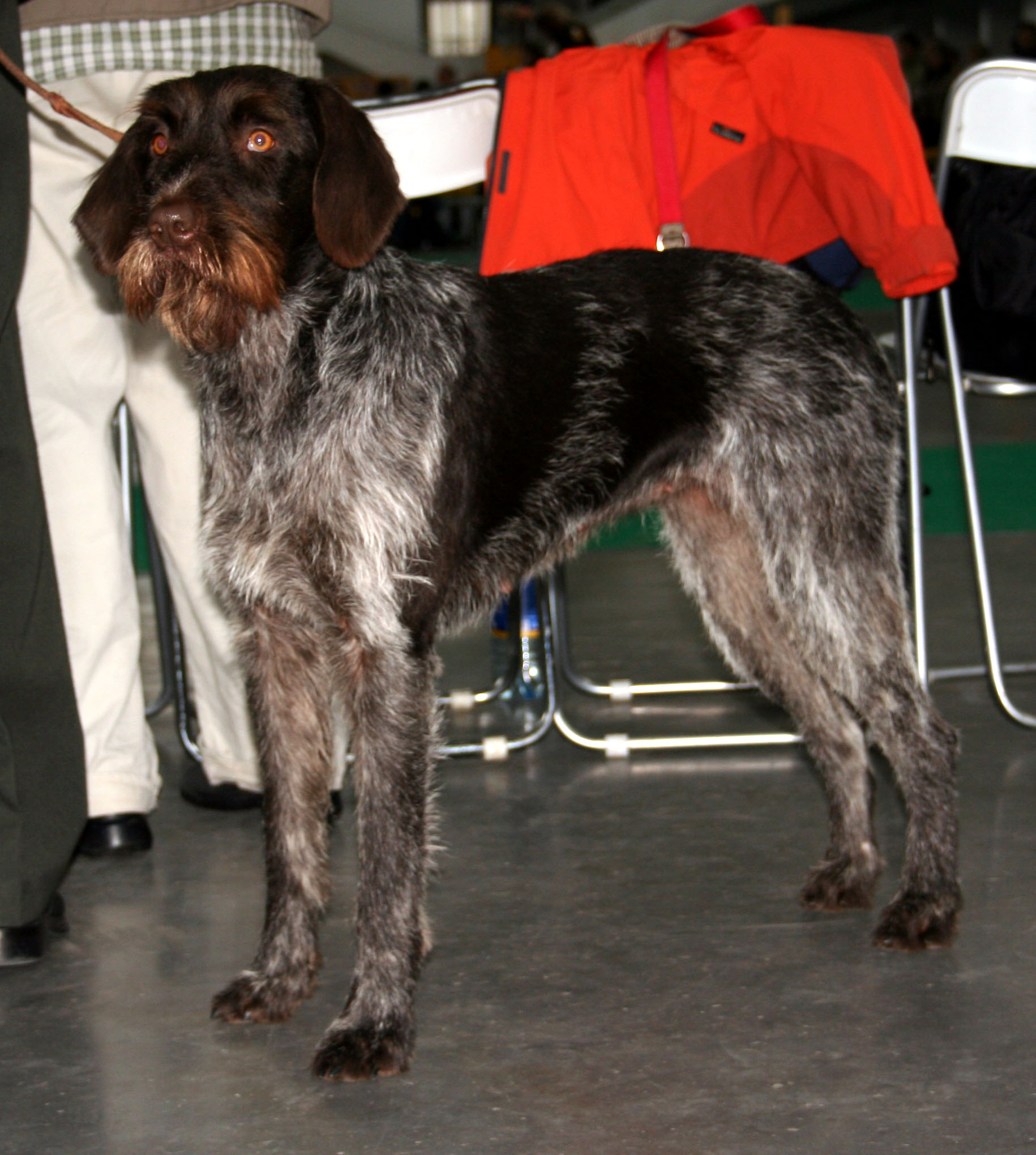 Photograph showing the Cesky Fousek breed