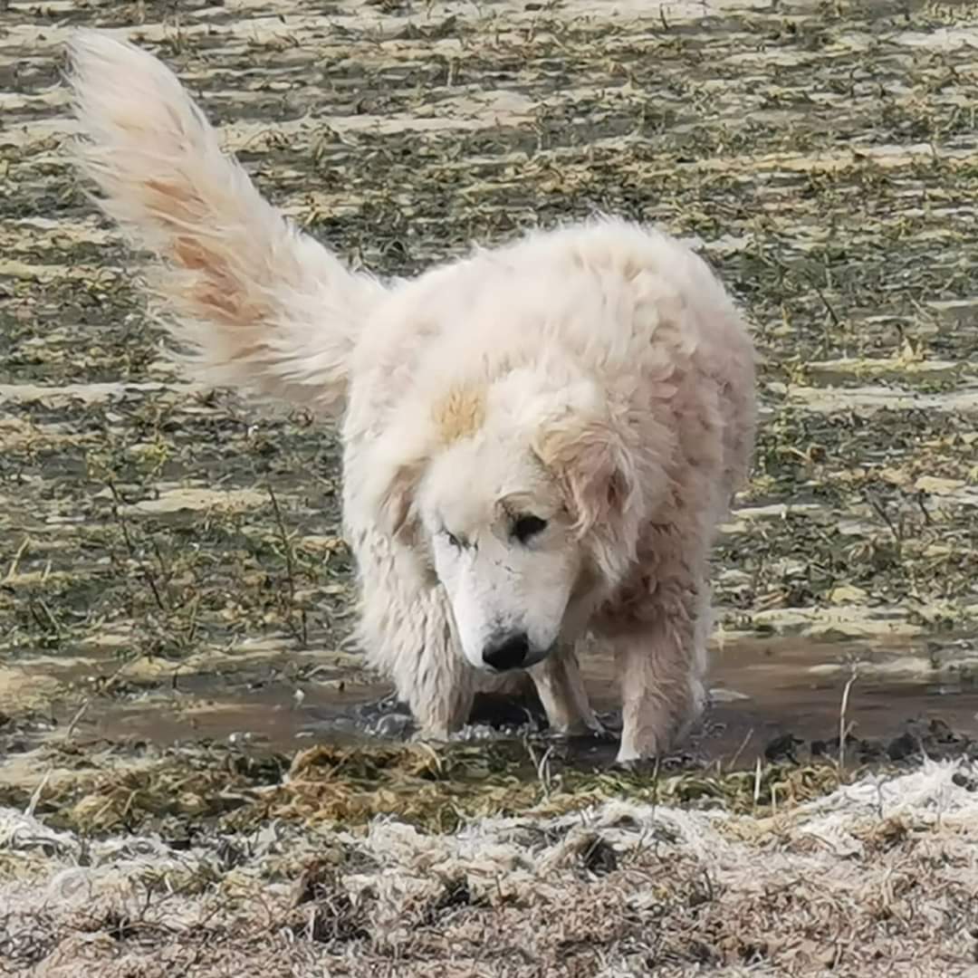 Photograph showing the Aidi - Atlas Mountain Dog breed