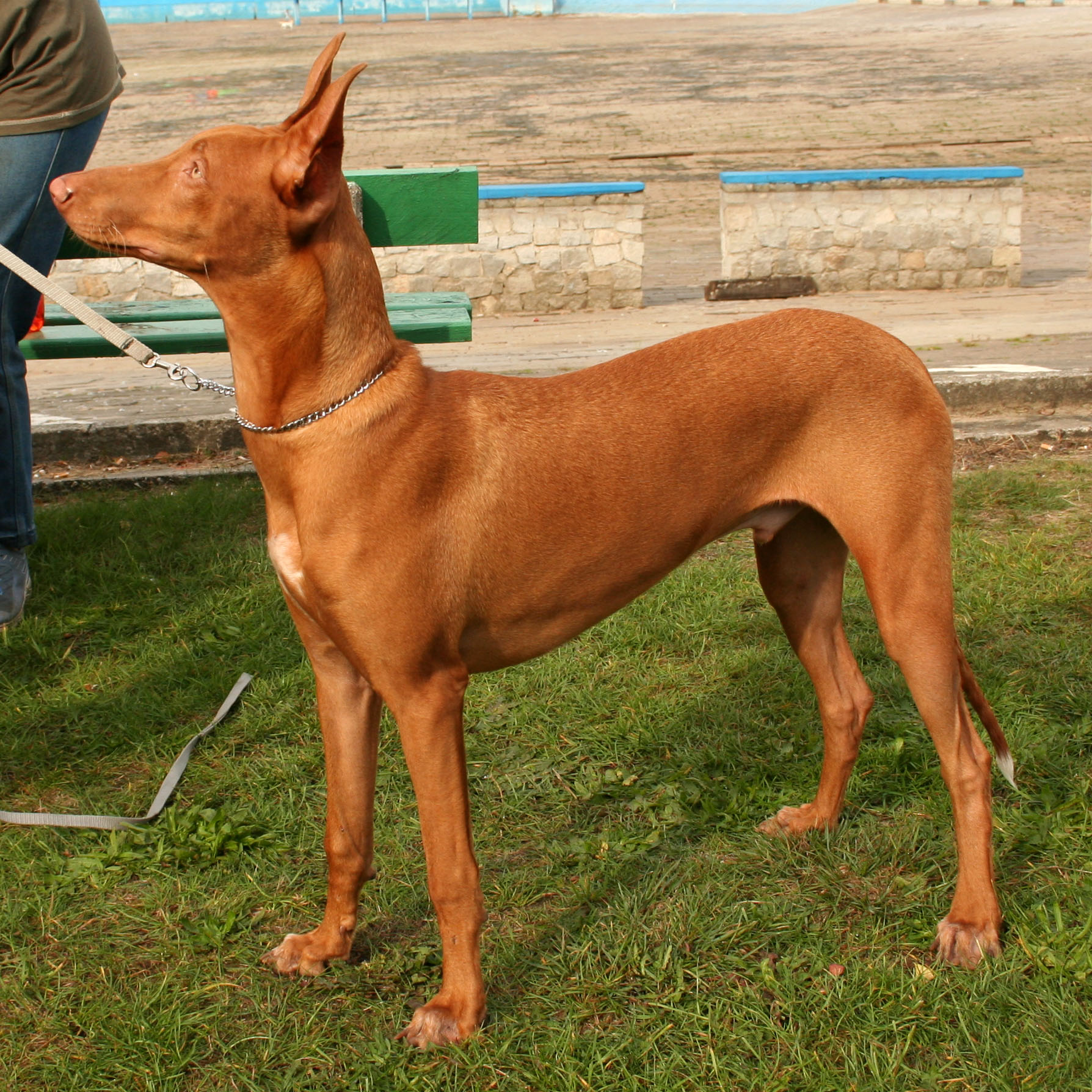 Photograph showing the Pharaoh Hound breed