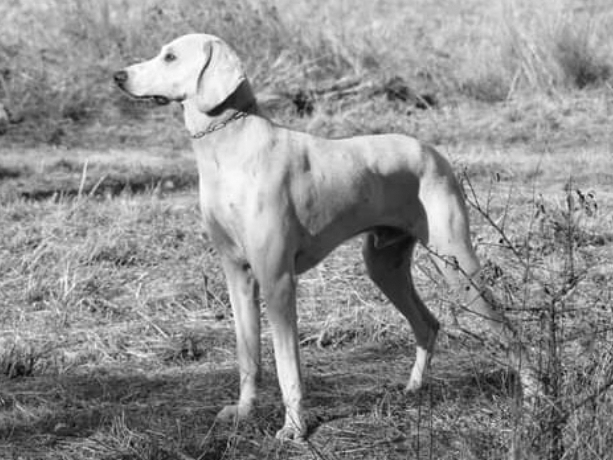 Photograph showing the Billy breed