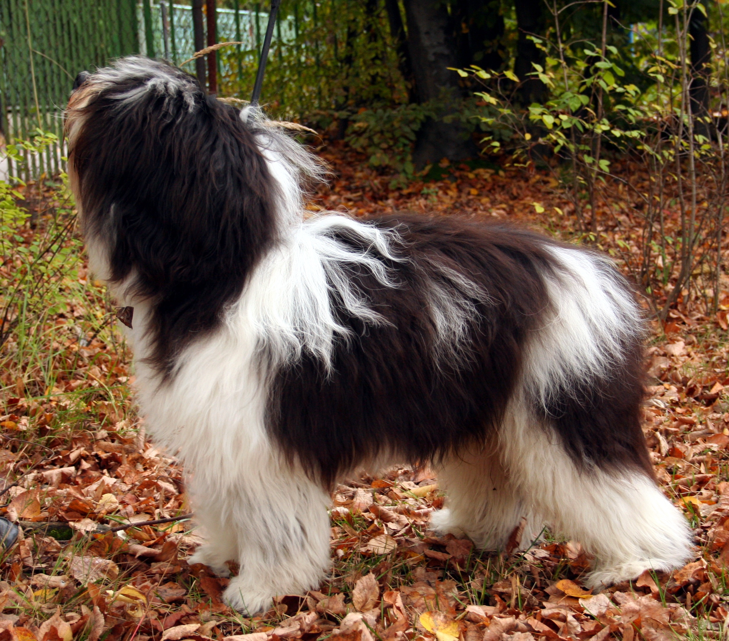 Photograph showing the Polish Lowland Sheepdog breed