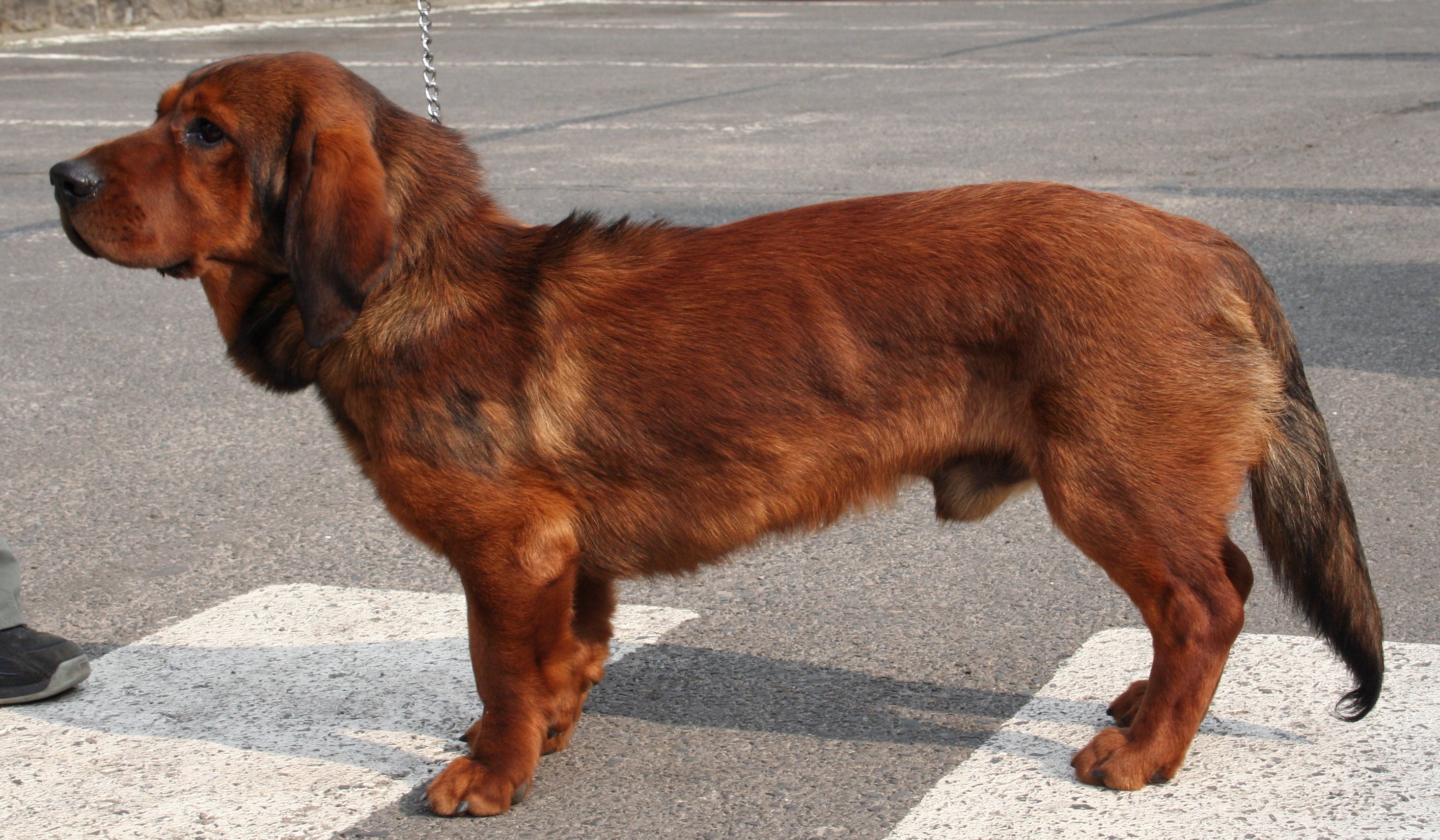Photograph showing the Alpine Dachsbracke breed