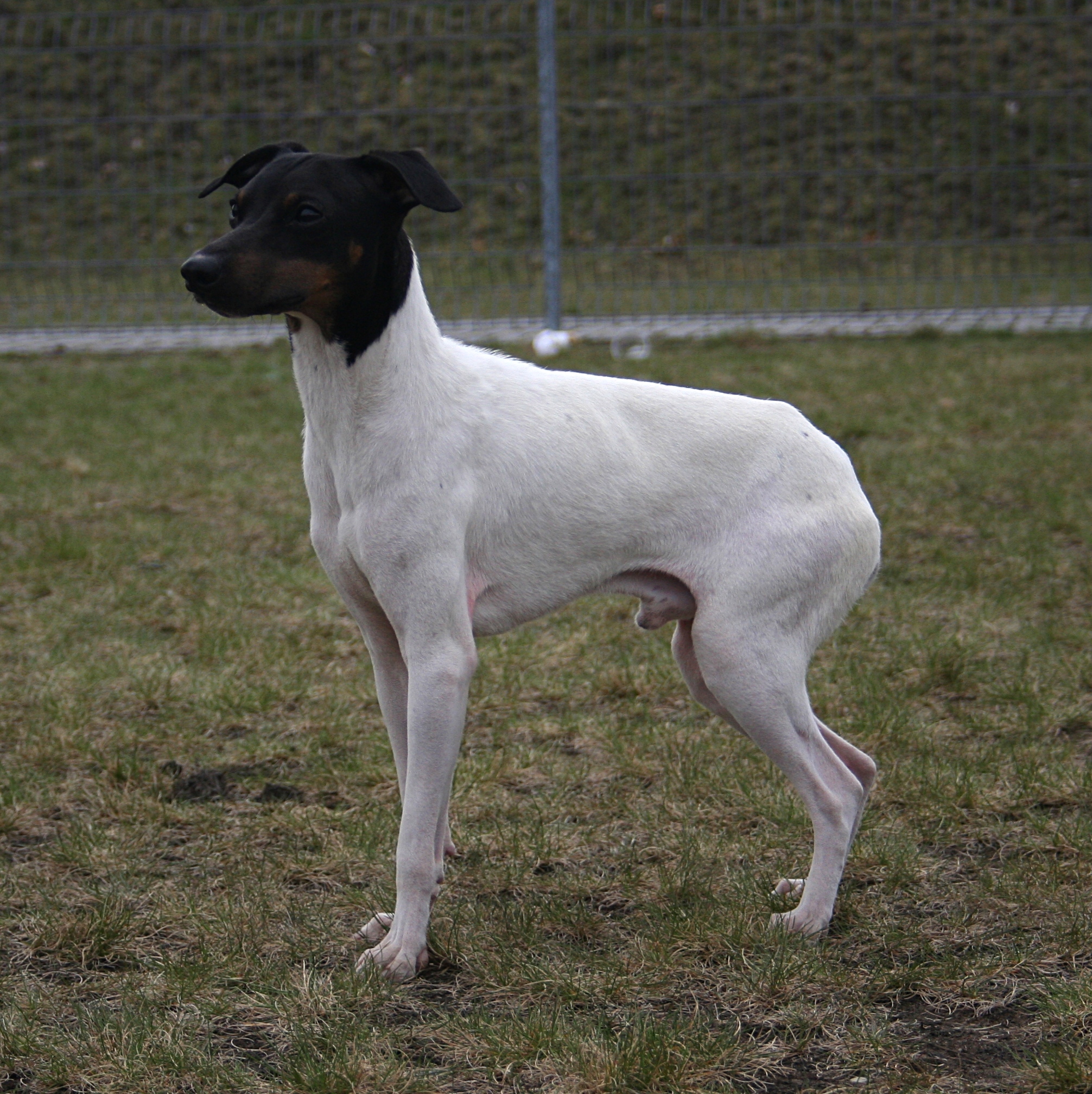 Photograph showing the Japanese Terrier breed