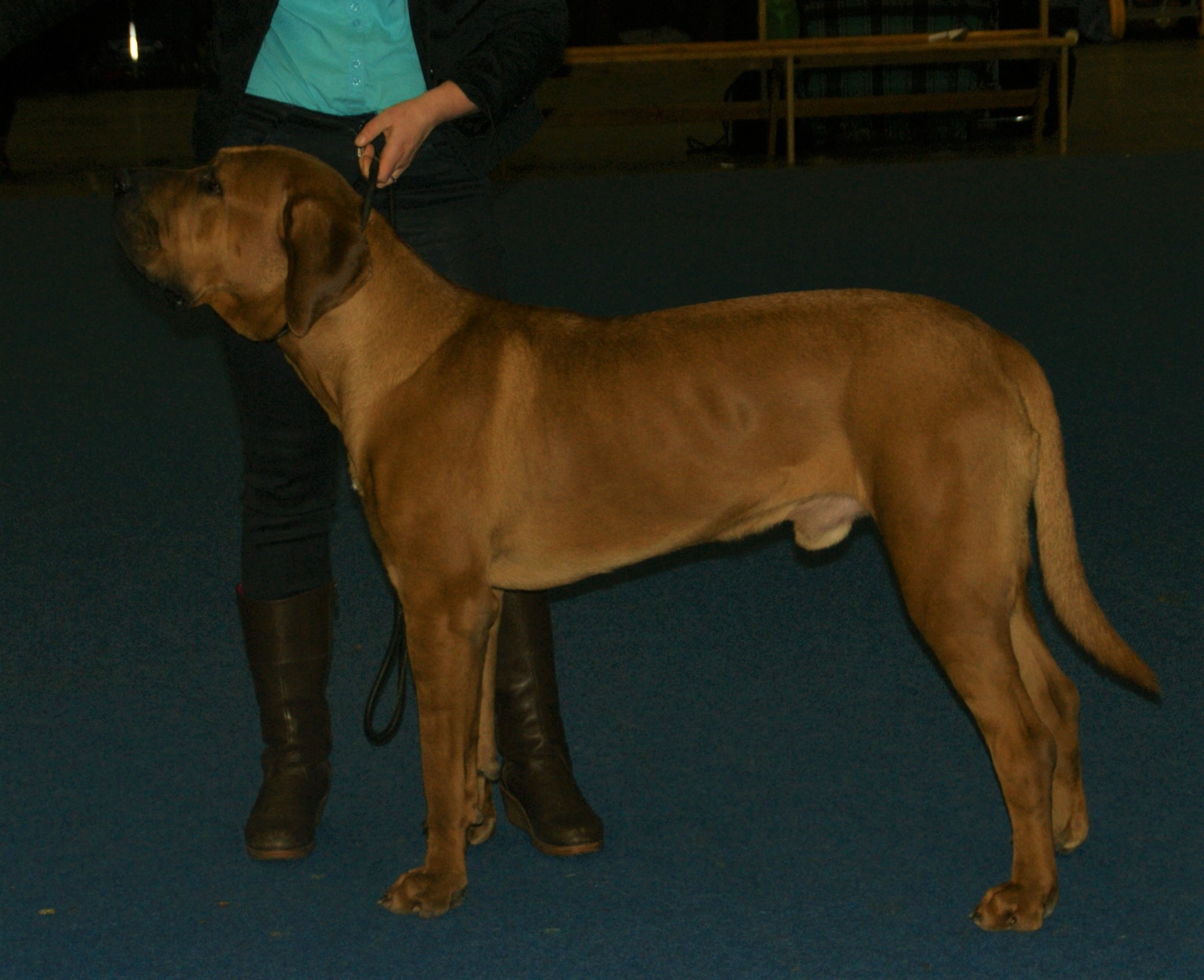 Photograph showing the Tosa breed