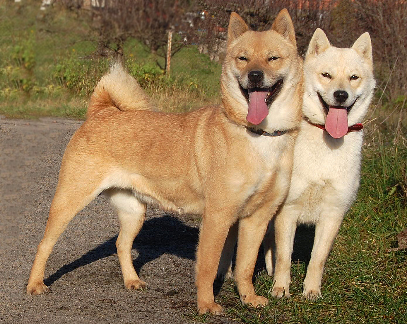 Photograph showing the Hokkaido breed