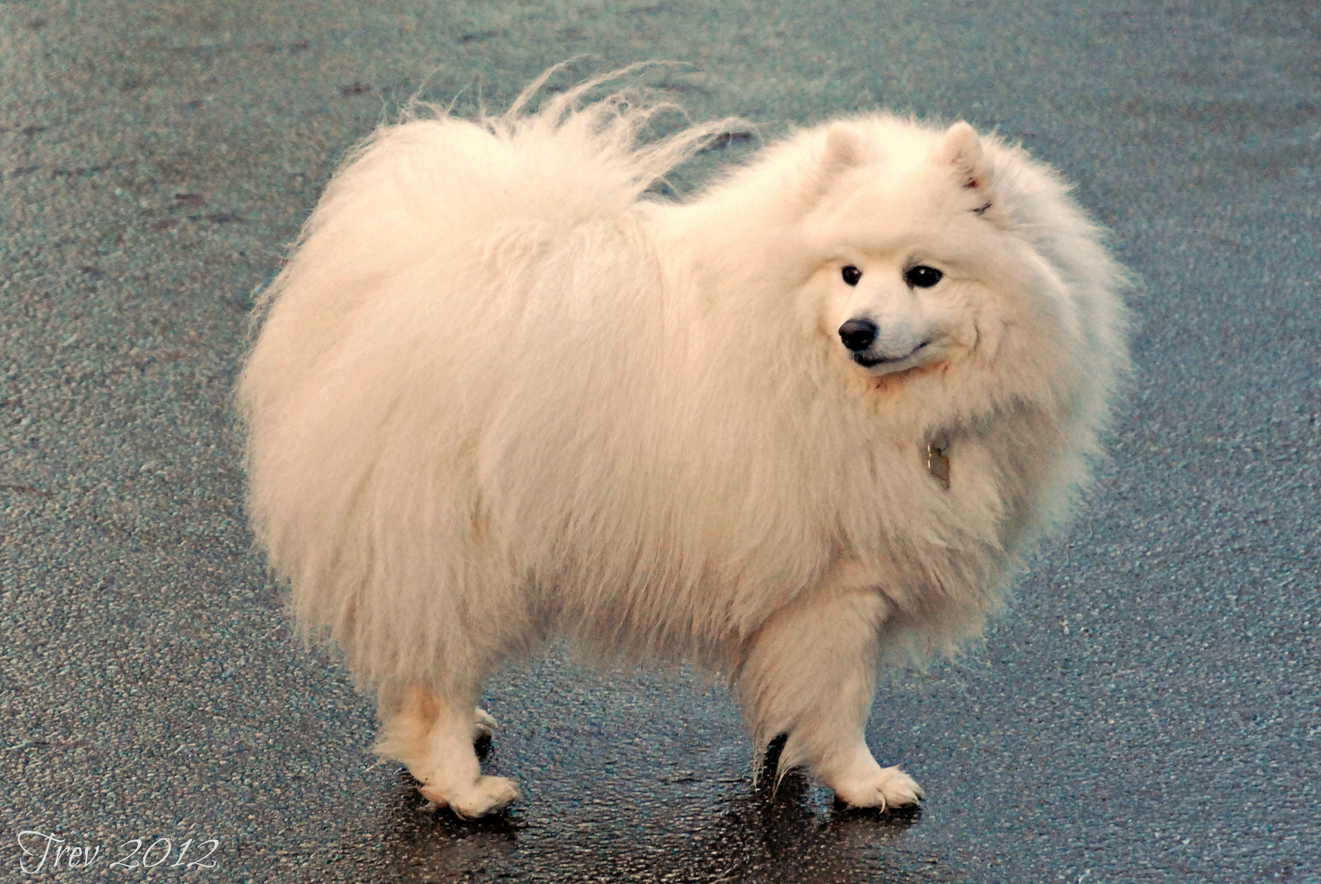 Photograph showing the Japanese Spitz breed