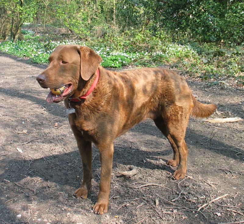Photograph showing the Chesapeake Bay Retriever breed