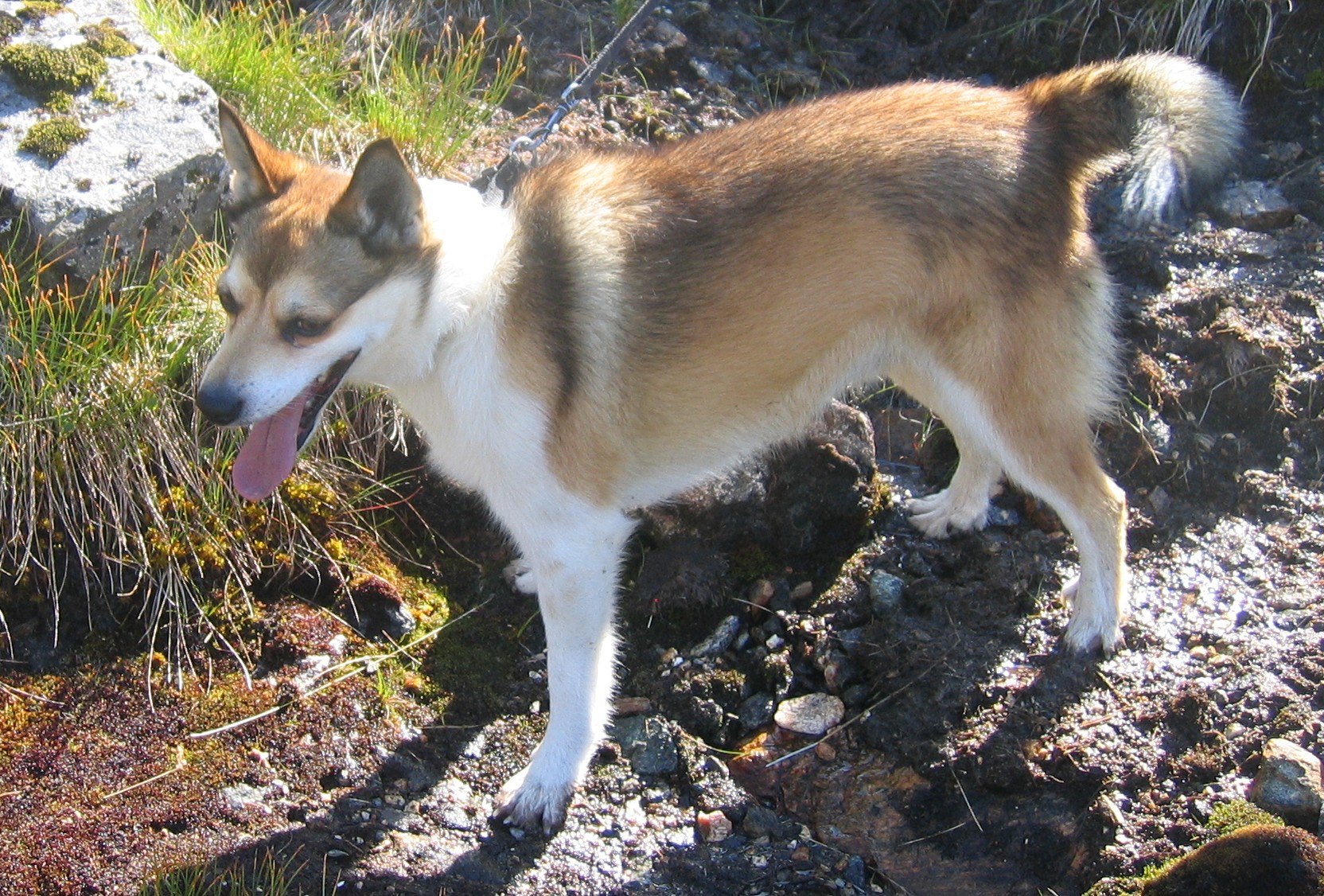 Photograph showing the Norwegian Lundehund breed