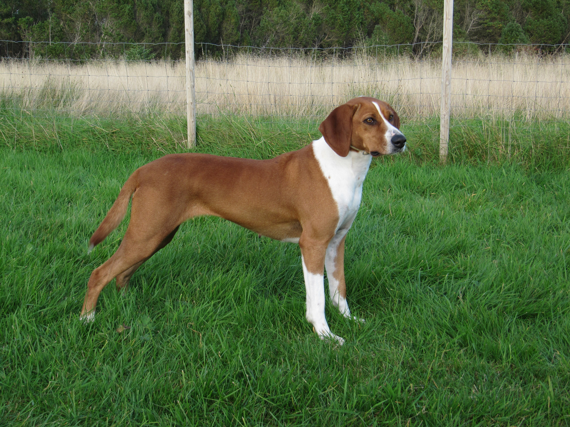 Photograph showing the Hygen Hound breed