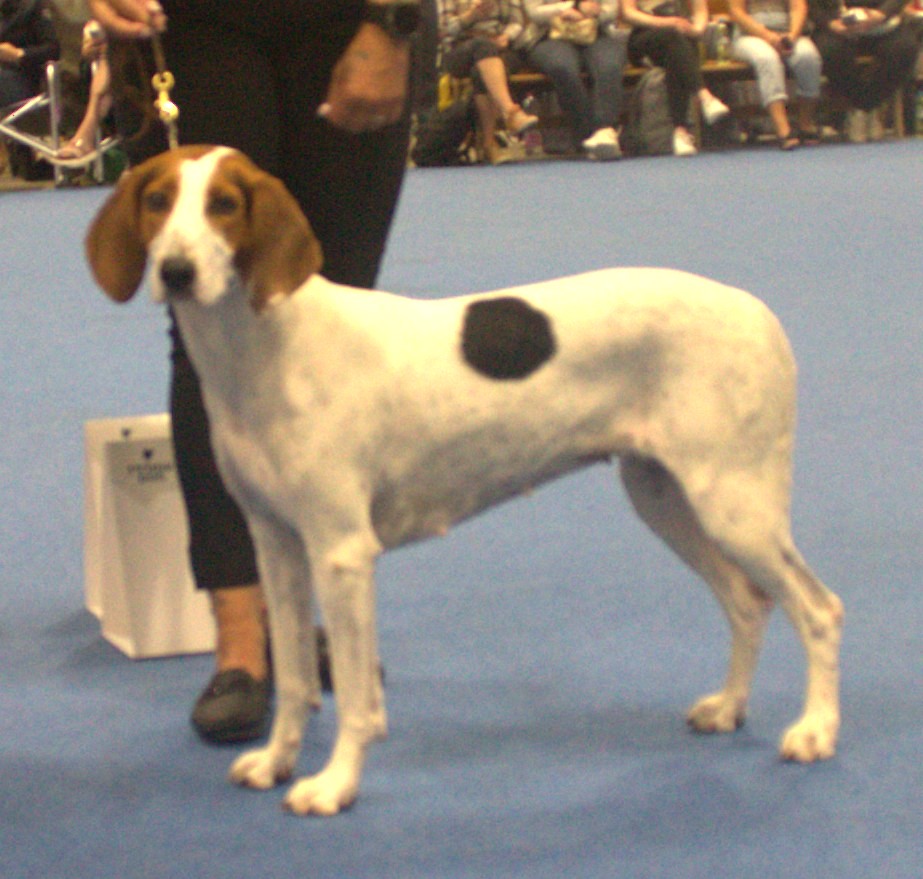 Photograph showing the Halden Hound breed