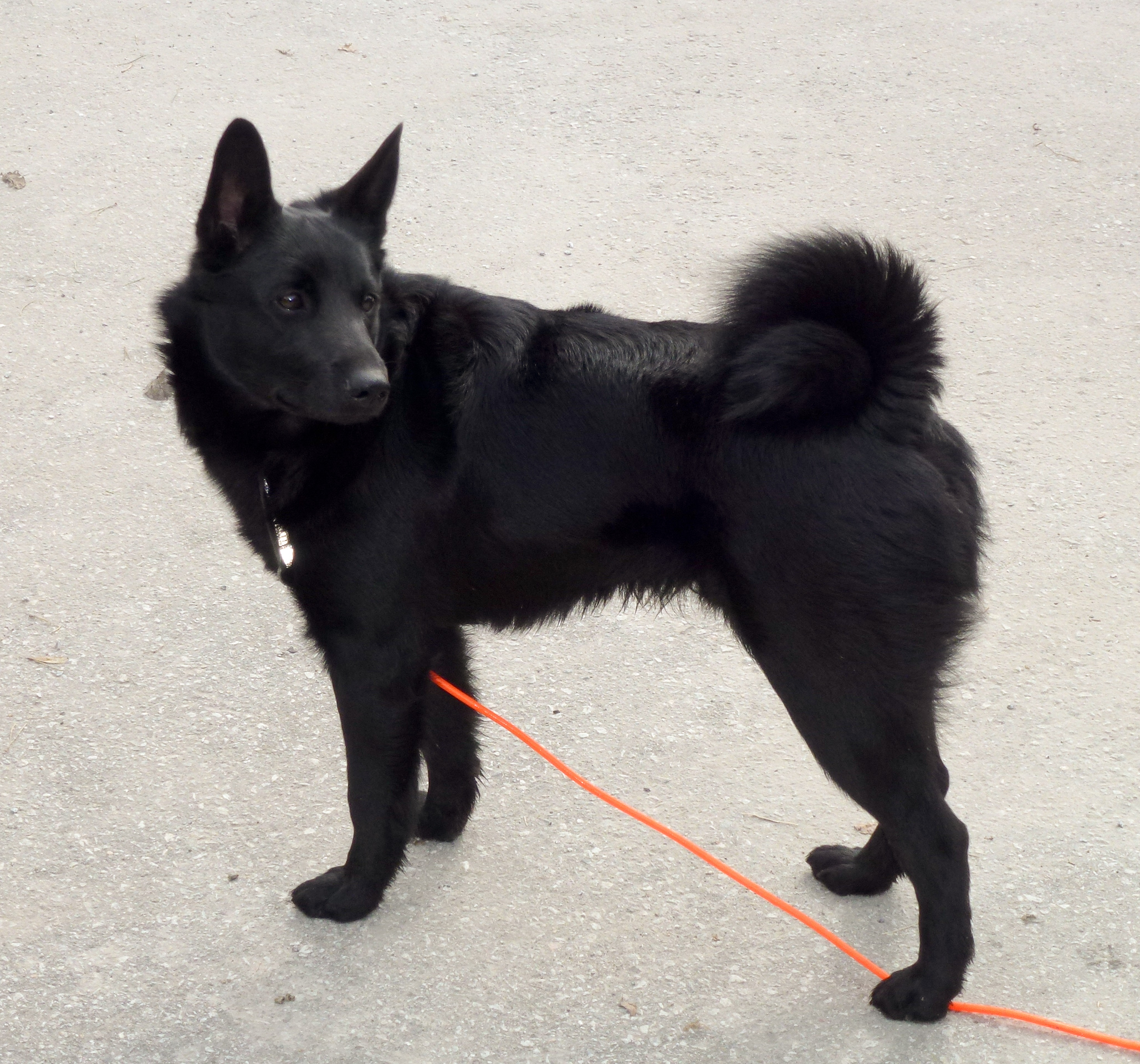 Photograph showing the Norwegian Elkhound Black breed