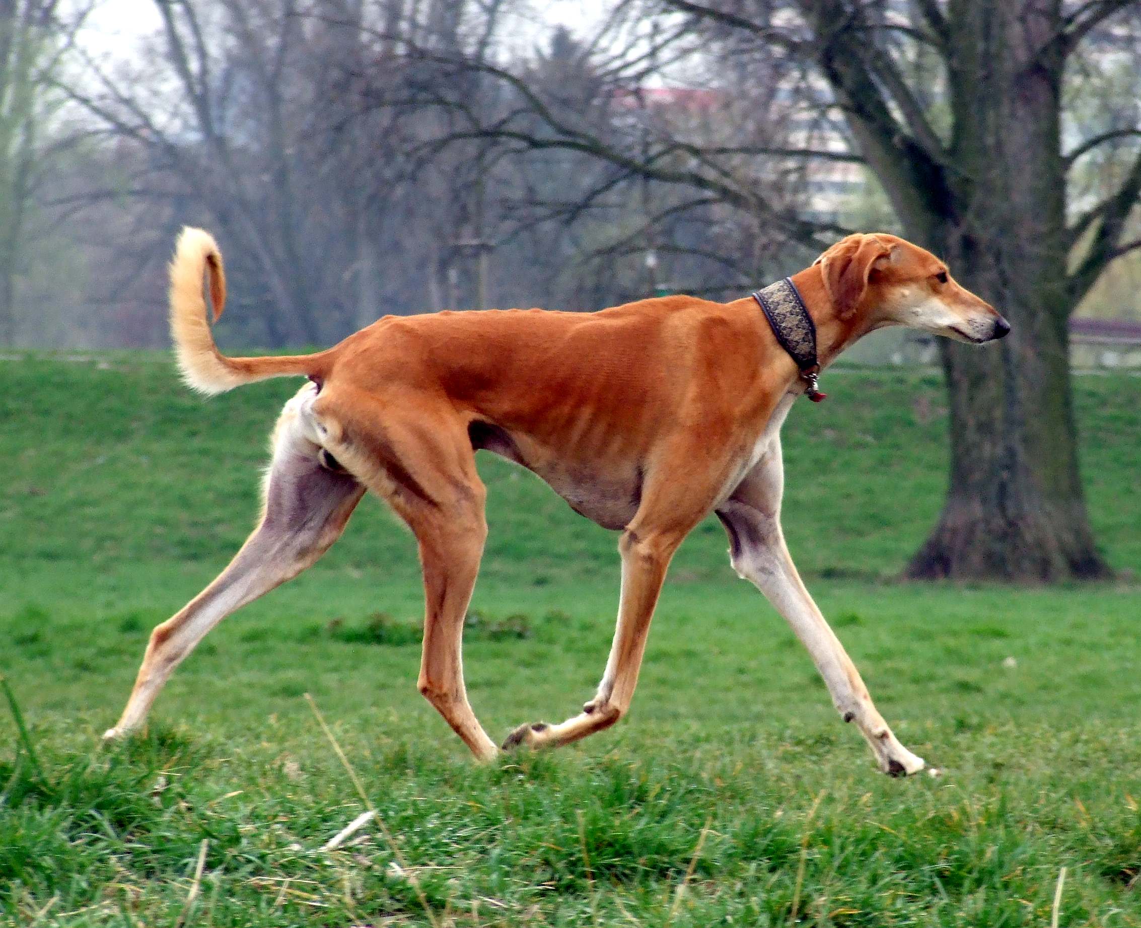 Photograph showing the Saluki breed