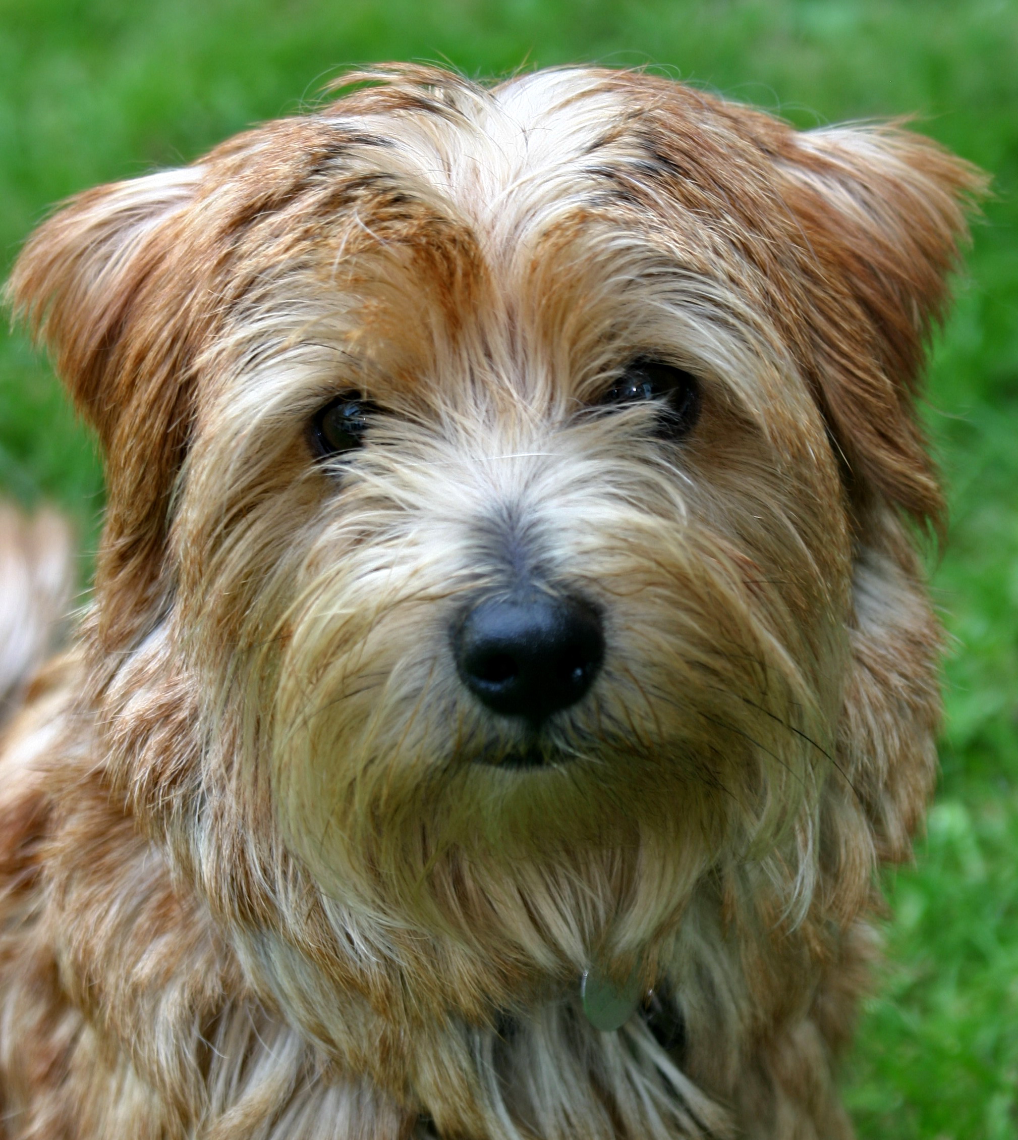 Photograph showing the Norfolk Terrier breed