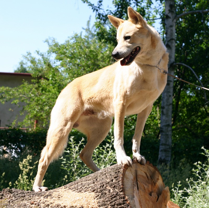 Photograph showing the Canaan Dog breed
