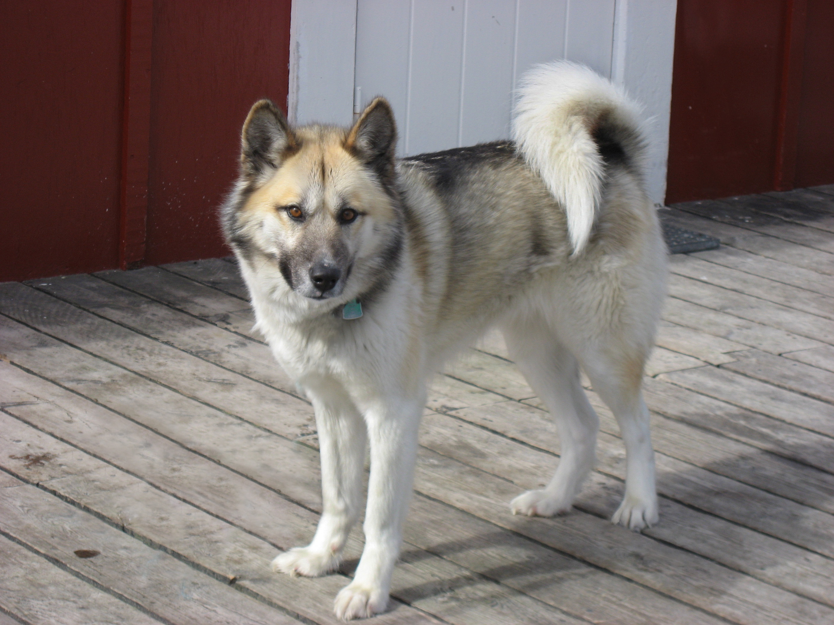 Photograph showing the Greenland Dog breed